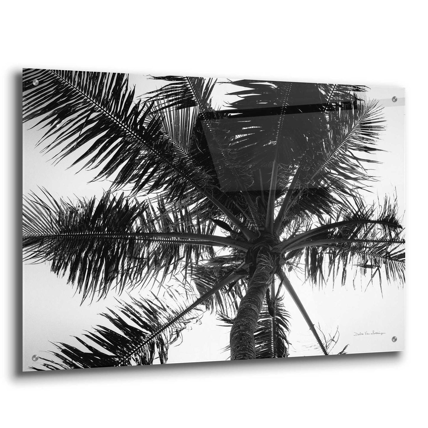 Epic Art 'Palm Tree Looking Up III' by Debra Van Swearingen, Acrylic Glass Wall Art,36x24