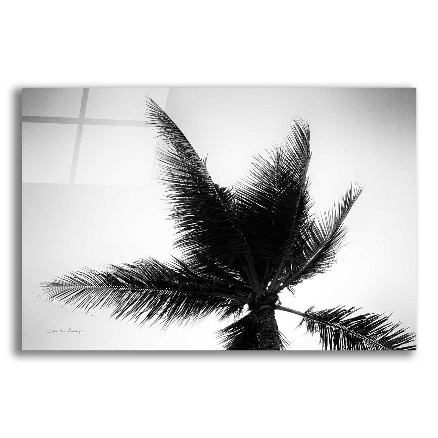 Epic Art 'Palm Tree Looking Up IV' by Debra Van Swearingen, Acrylic Glass Wall Art,16x12