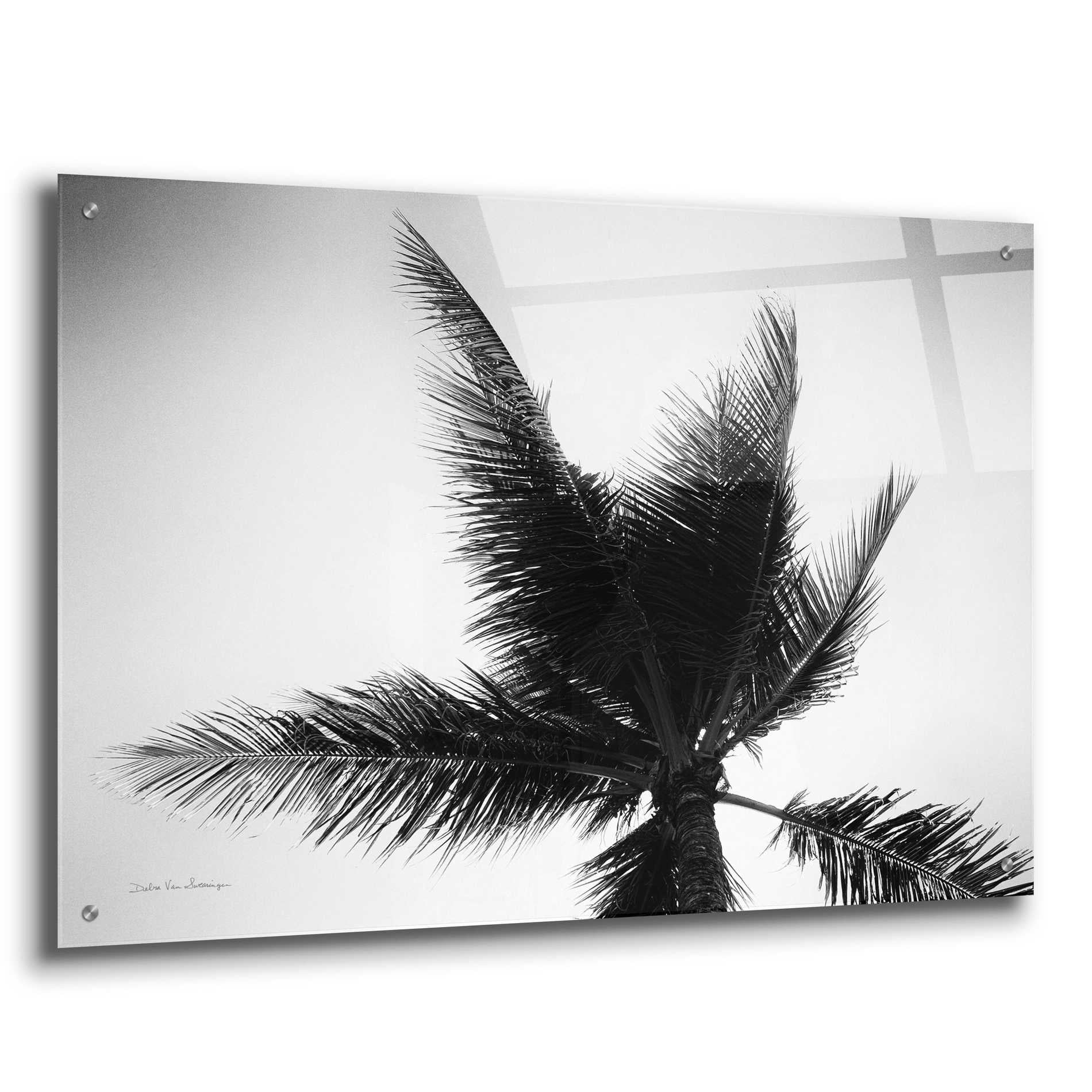 Epic Art 'Palm Tree Looking Up IV' by Debra Van Swearingen, Acrylic Glass Wall Art,36x24