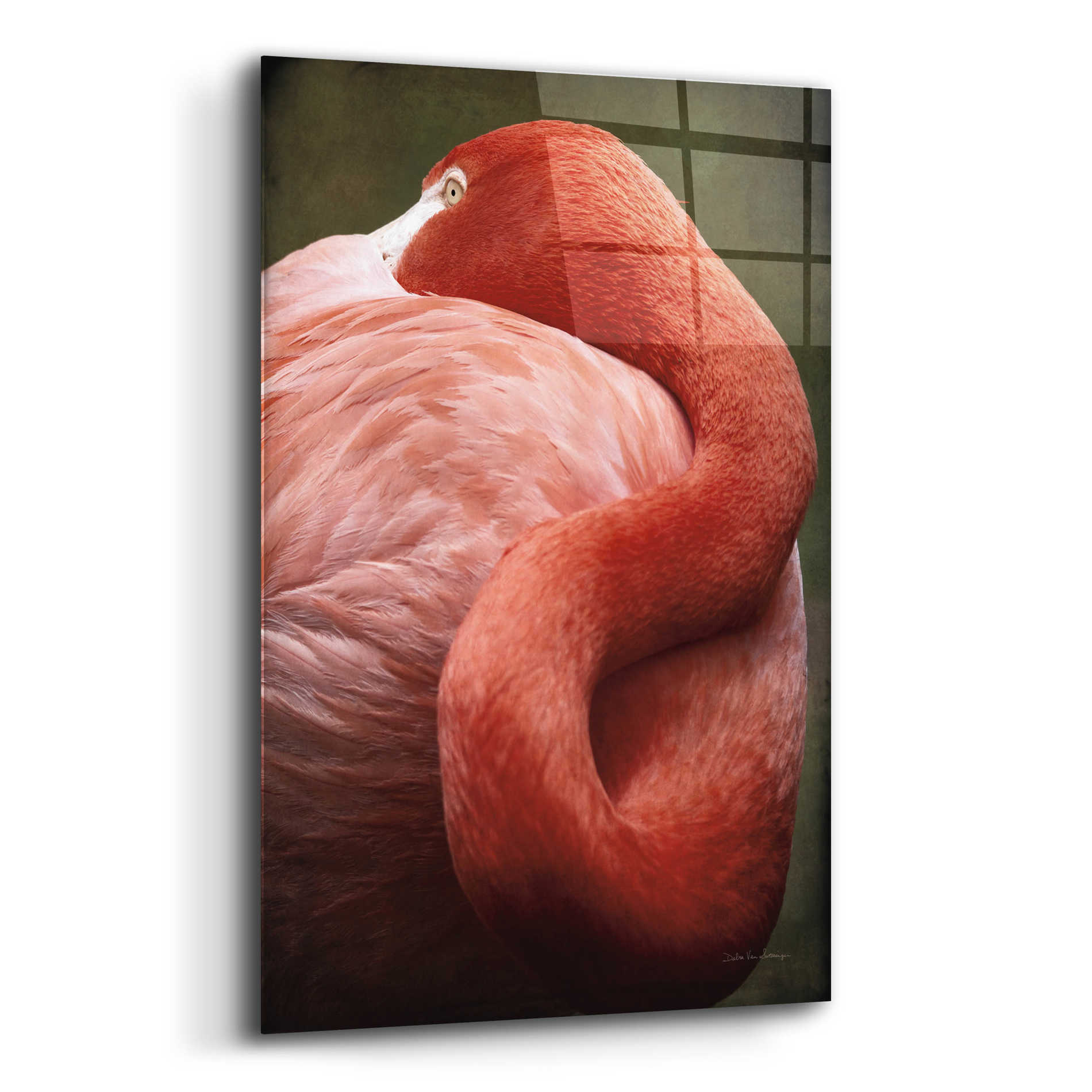 Epic Art 'Caribbean Flamingo I' by Debra Van Swearingen, Acrylic Glass Wall Art,12x16