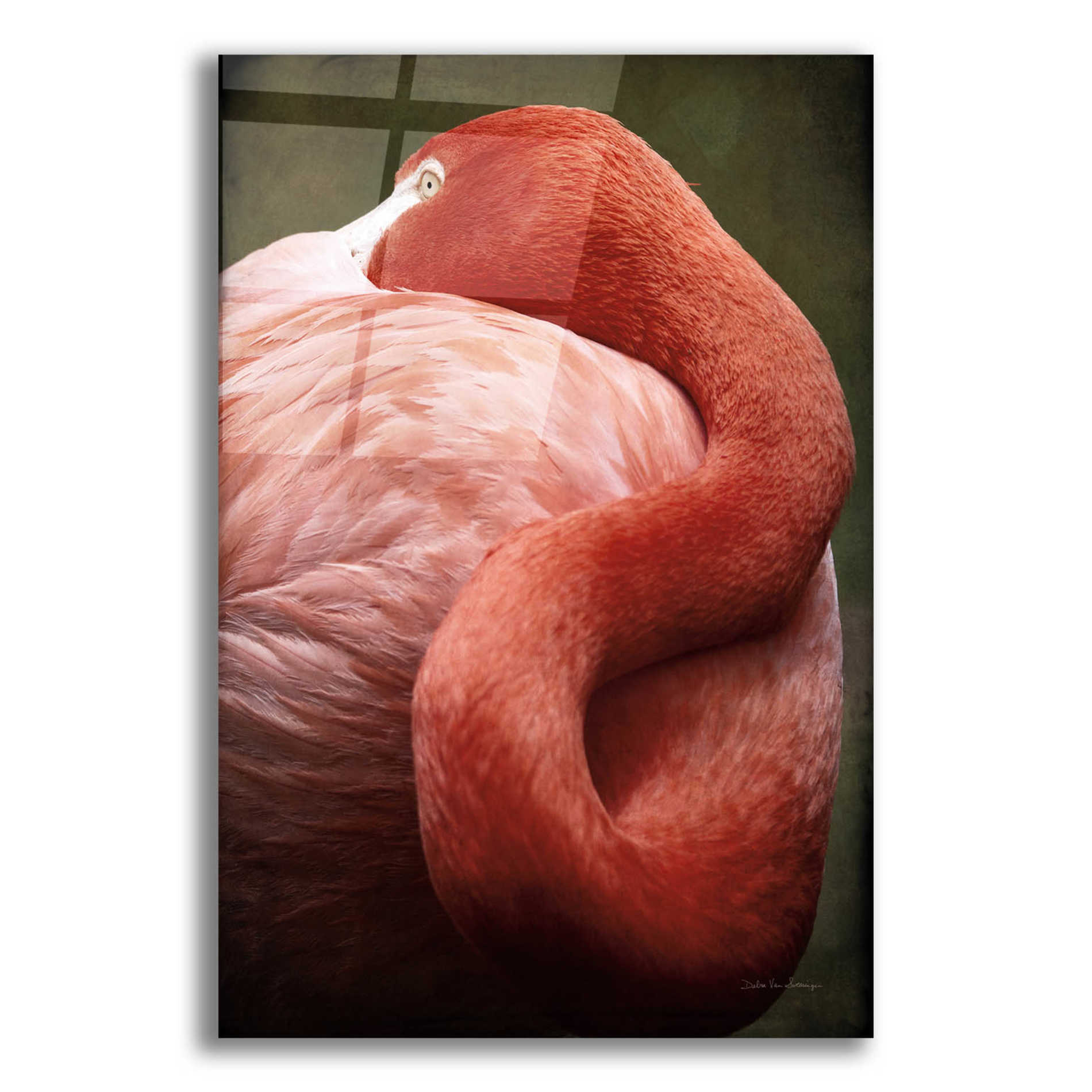 Epic Art 'Caribbean Flamingo I' by Debra Van Swearingen, Acrylic Glass Wall Art,12x16