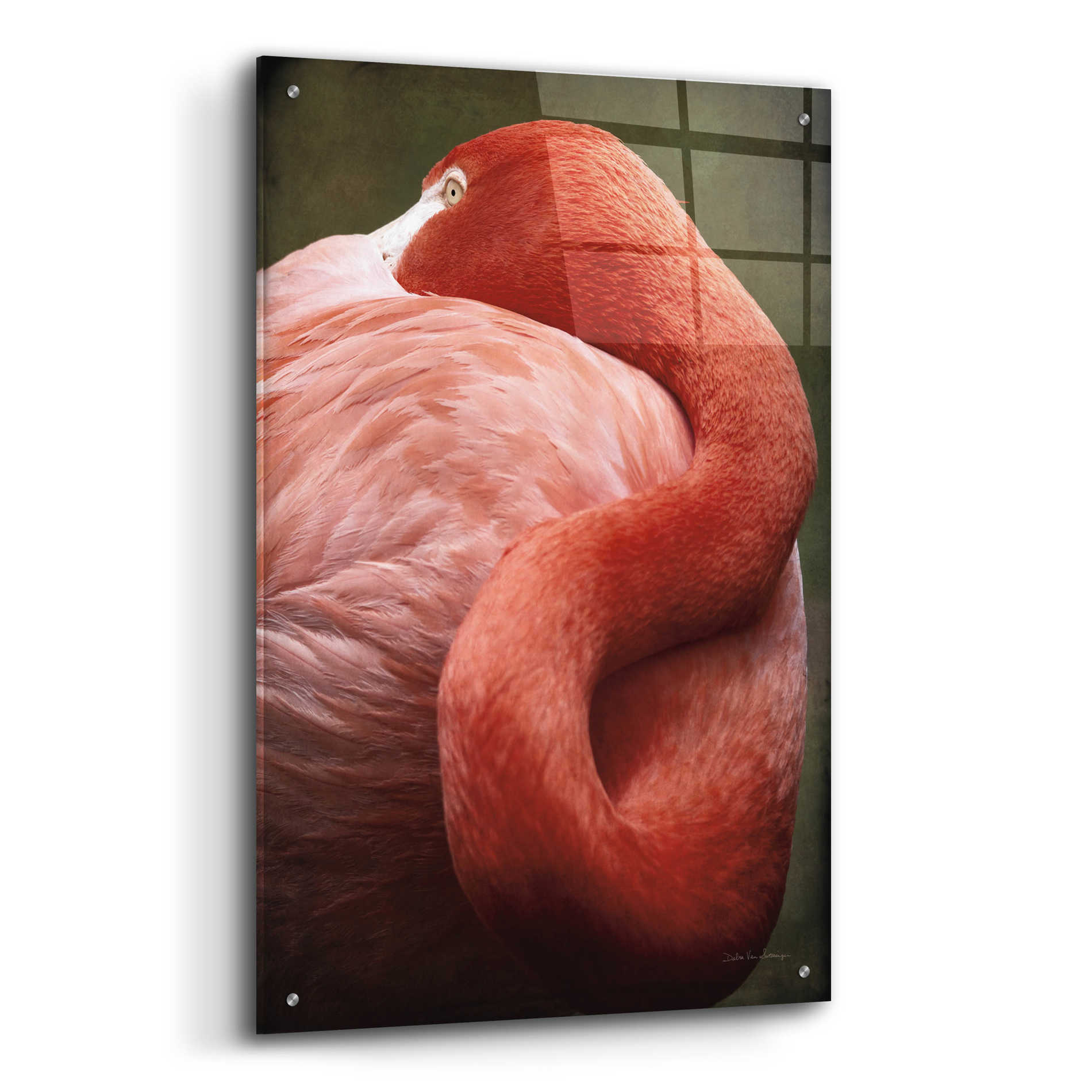 Epic Art 'Caribbean Flamingo I' by Debra Van Swearingen, Acrylic Glass Wall Art,24x36