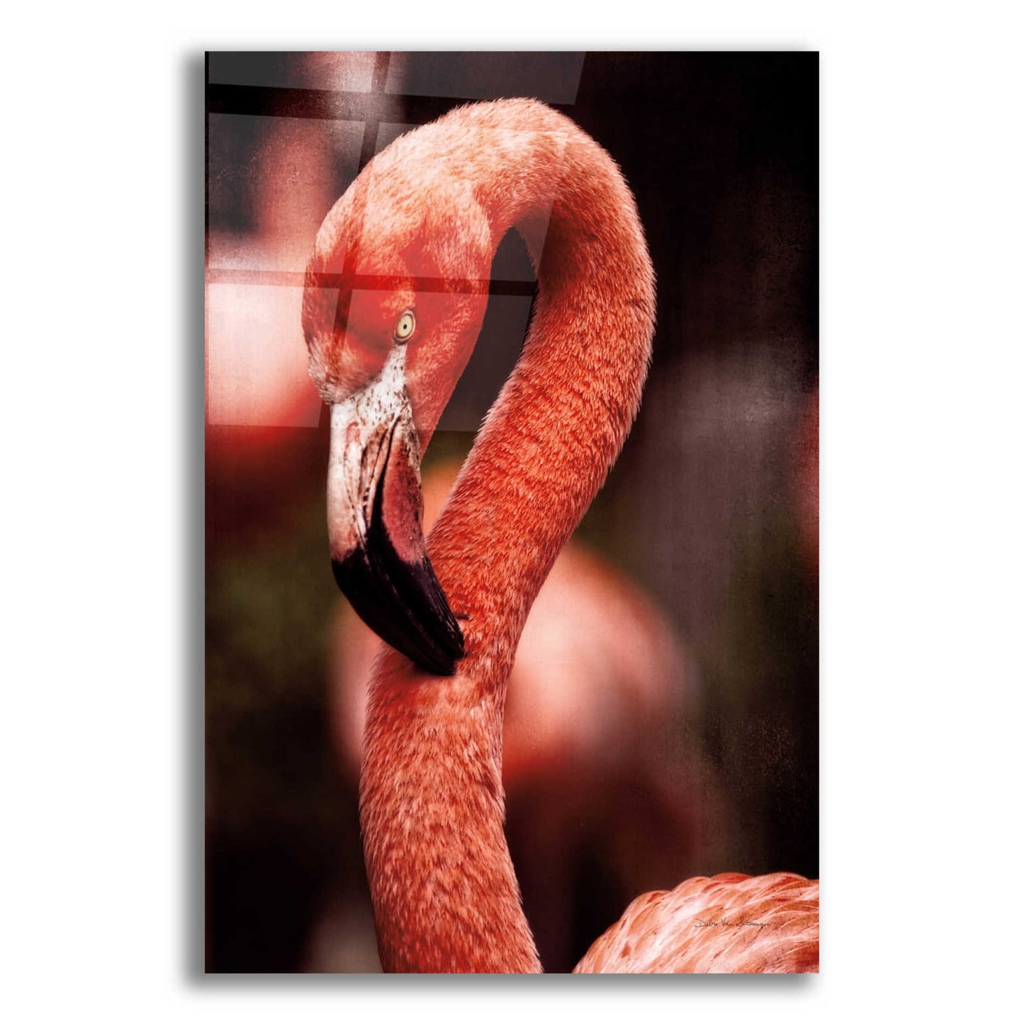 Epic Art 'Caribbean Flamingo II' by Debra Van Swearingen, Acrylic Glass Wall Art,12x16