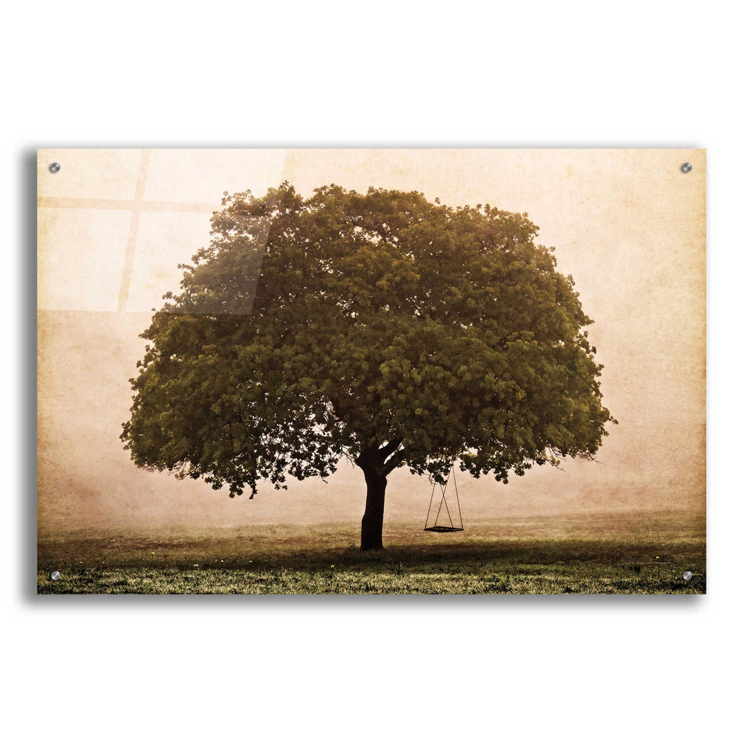 Epic Art 'The Hopeful Oak' by Debra Van Swearingen, Acrylic Glass Wall Art,36x24