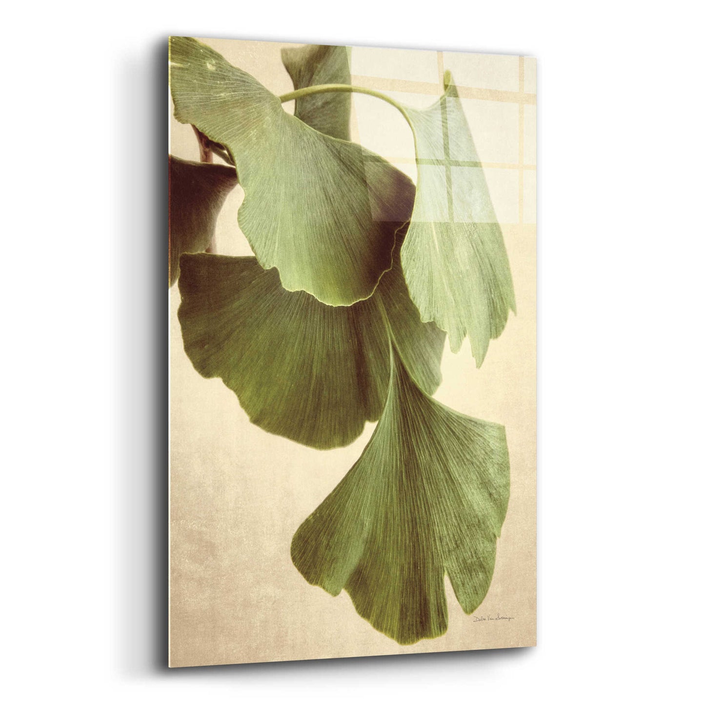 Epic Art 'Gingko Color' by Debra Van Swearingen, Acrylic Glass Wall Art,12x16