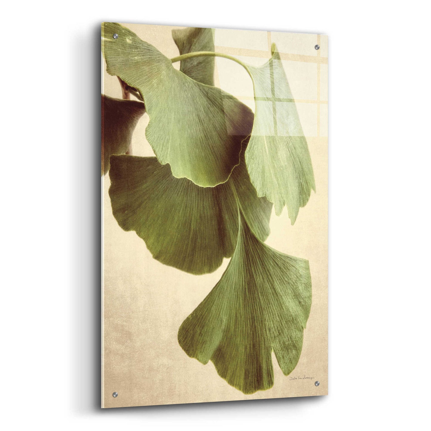 Epic Art 'Gingko Color' by Debra Van Swearingen, Acrylic Glass Wall Art,24x36