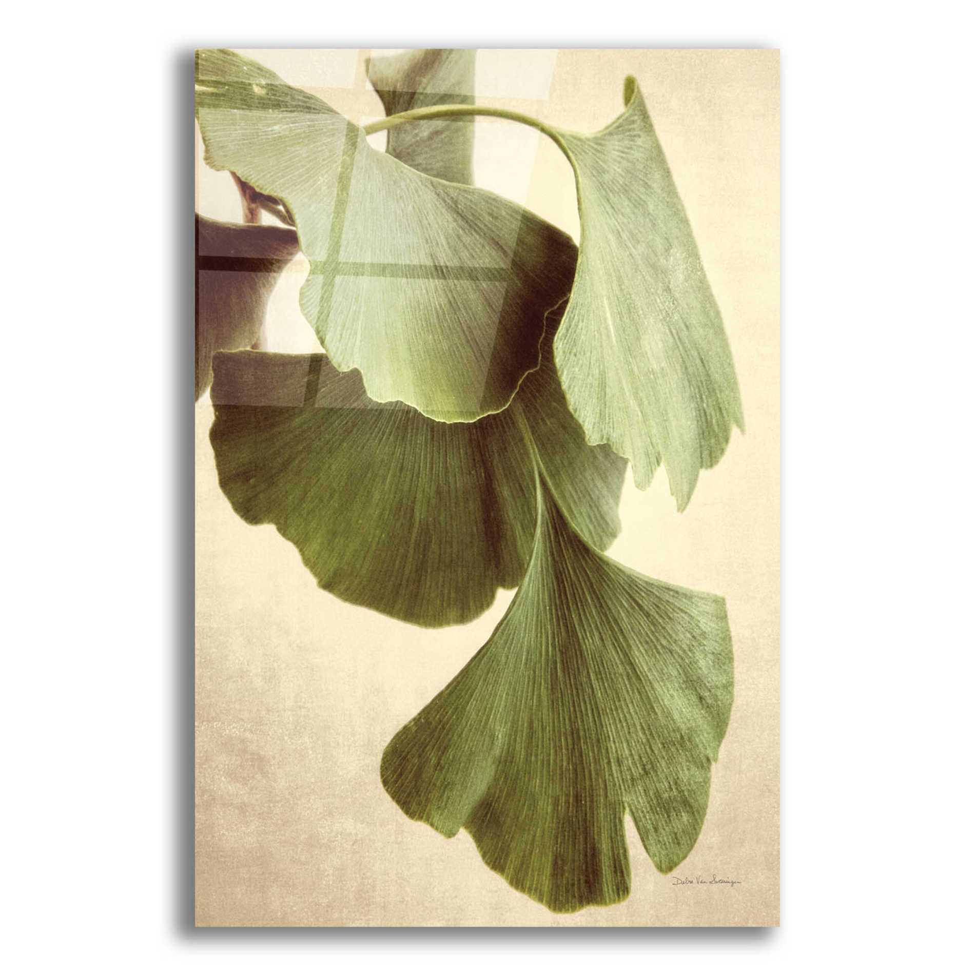 Epic Art 'Gingko Color' by Debra Van Swearingen, Acrylic Glass Wall Art