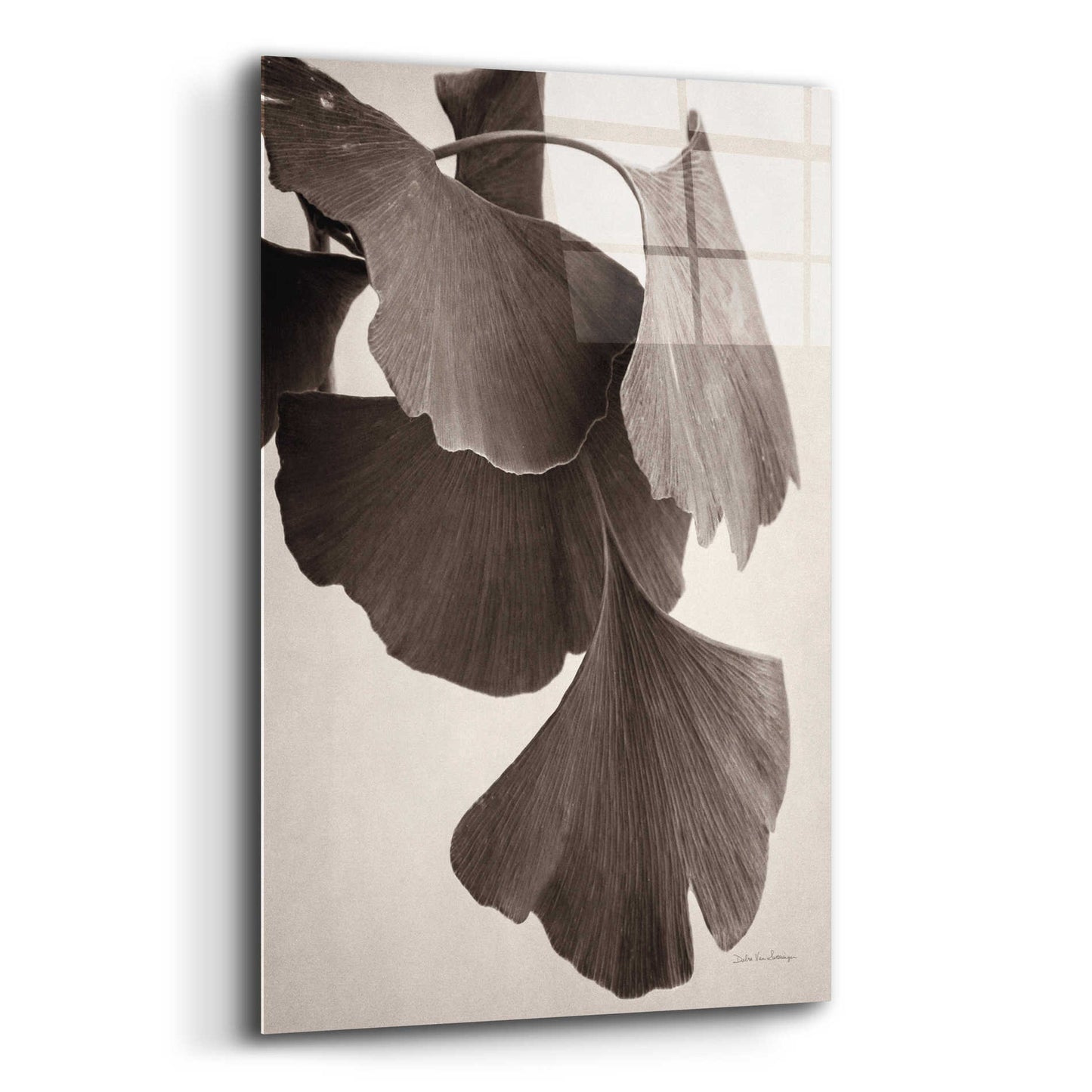 Epic Art 'Gingko Sepia' by Debra Van Swearingen, Acrylic Glass Wall Art,12x16