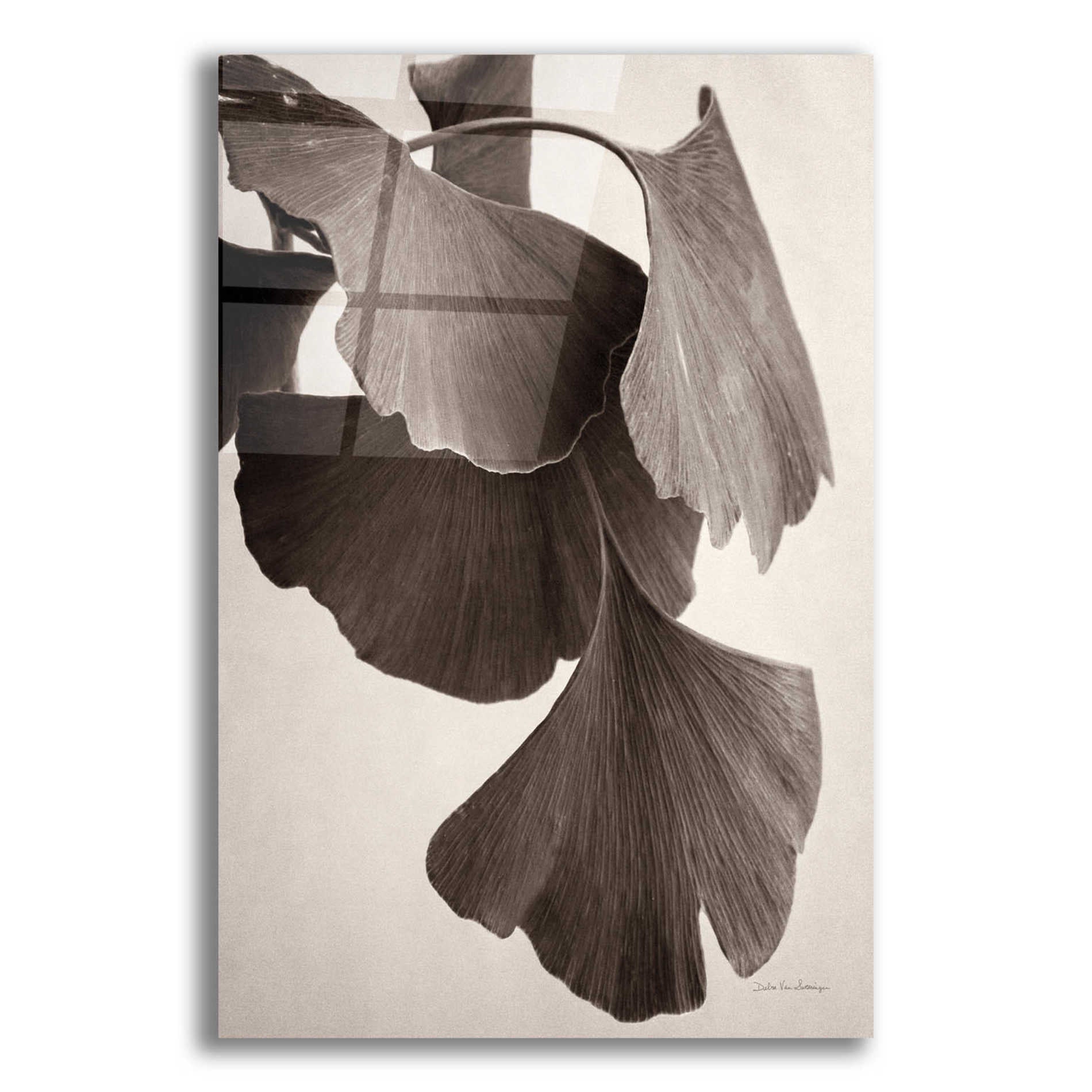 Epic Art 'Gingko Sepia' by Debra Van Swearingen, Acrylic Glass Wall Art,12x16