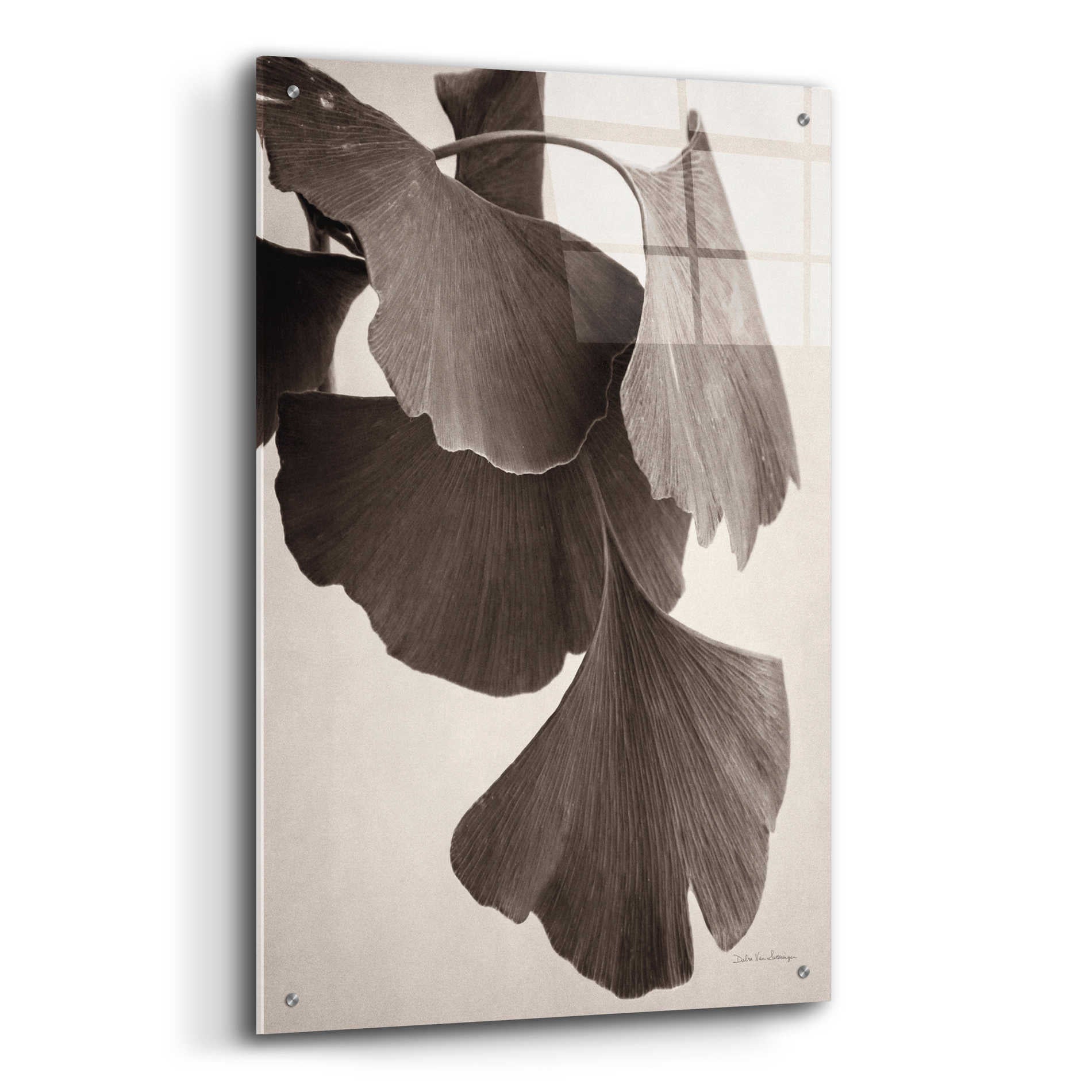 Epic Art 'Gingko Sepia' by Debra Van Swearingen, Acrylic Glass Wall Art,24x36