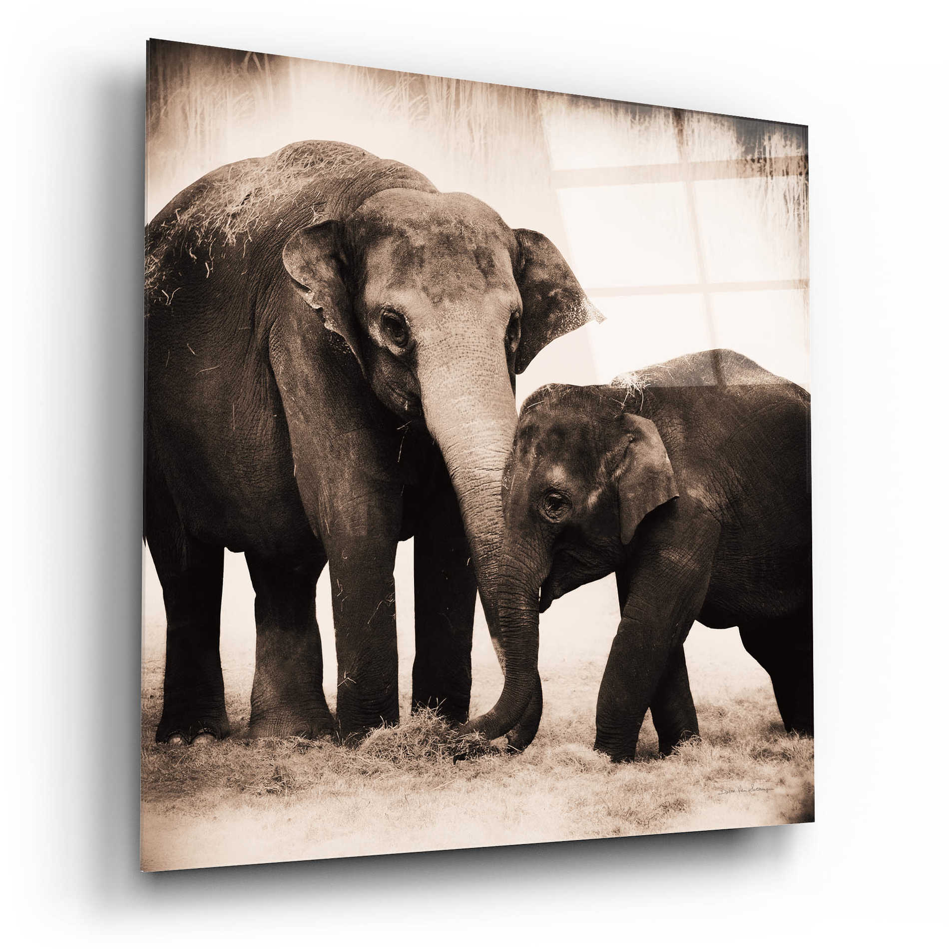 Epic Art 'Elephant III Sepia' by Debra Van Swearingen, Acrylic Glass Wall Art,12x12