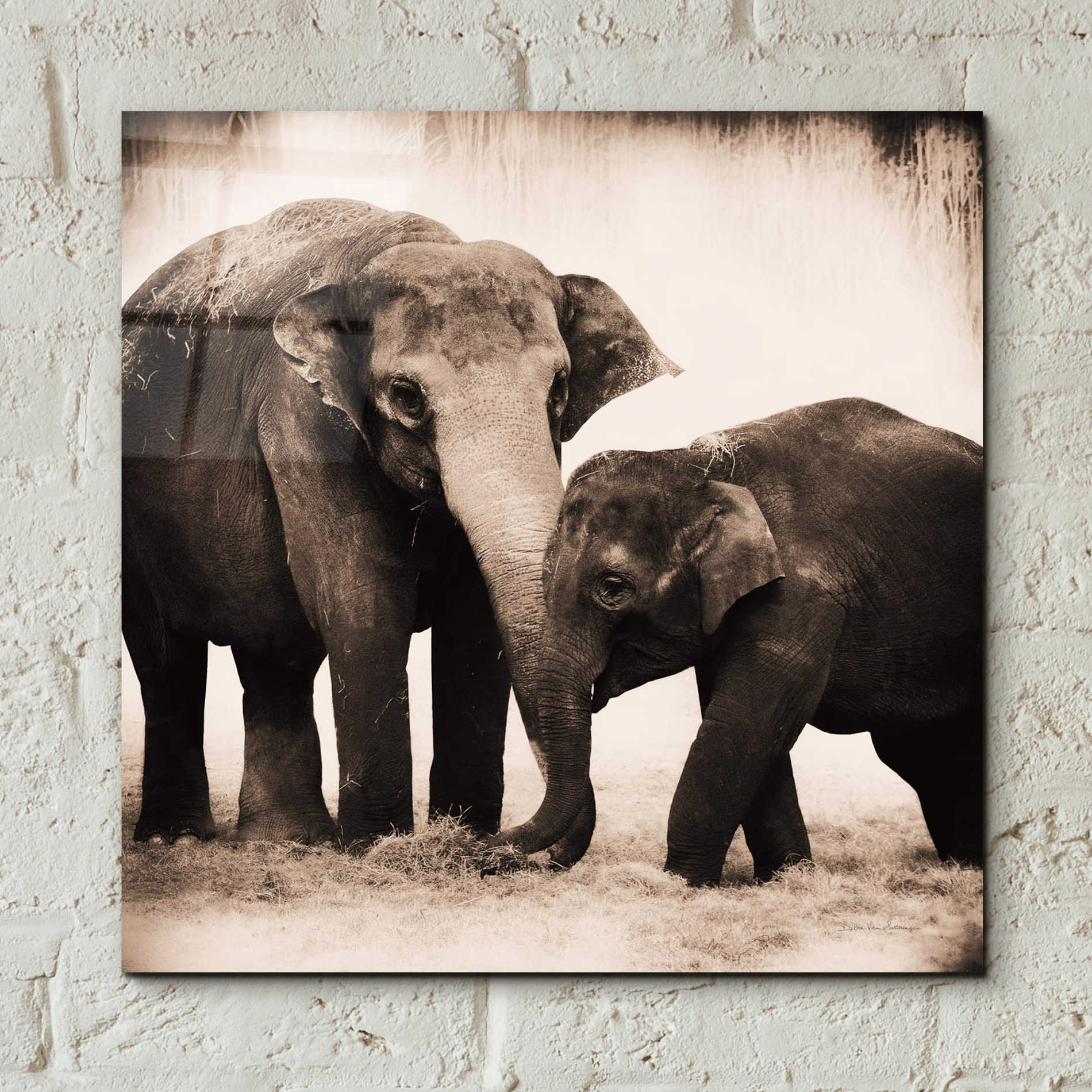 Epic Art 'Elephant III Sepia' by Debra Van Swearingen, Acrylic Glass Wall Art,12x12