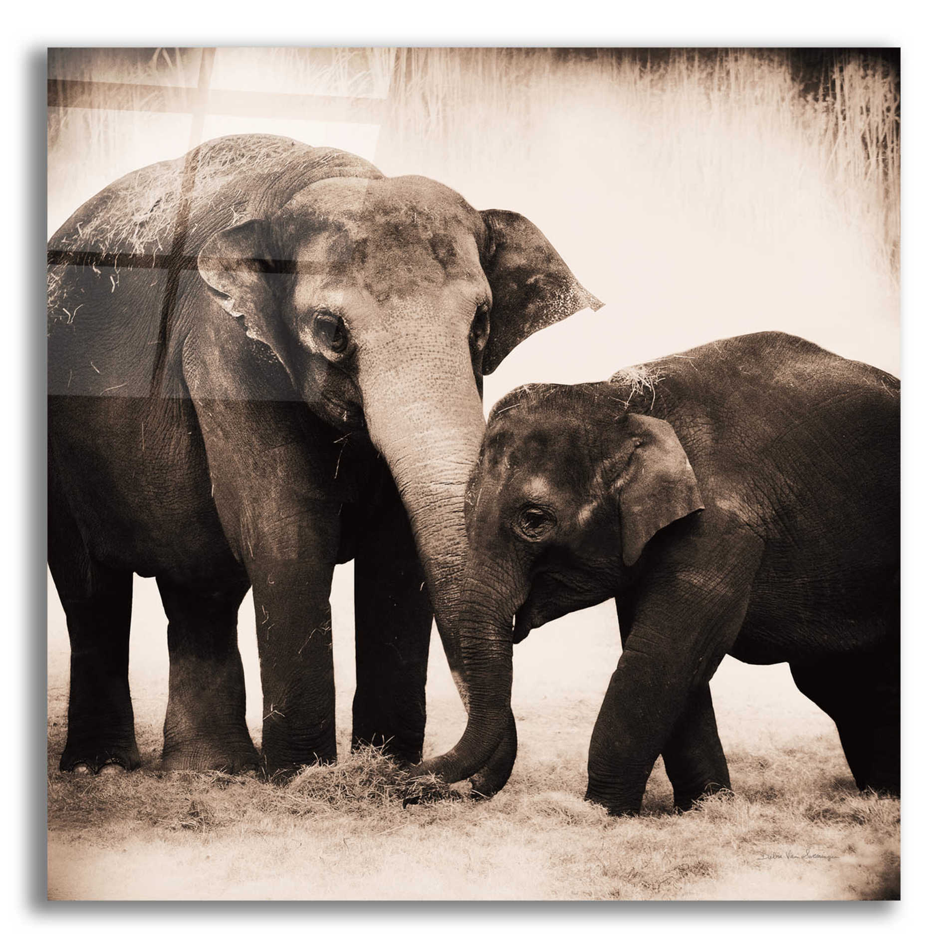 Epic Art 'Elephant III Sepia' by Debra Van Swearingen, Acrylic Glass Wall Art,12x12