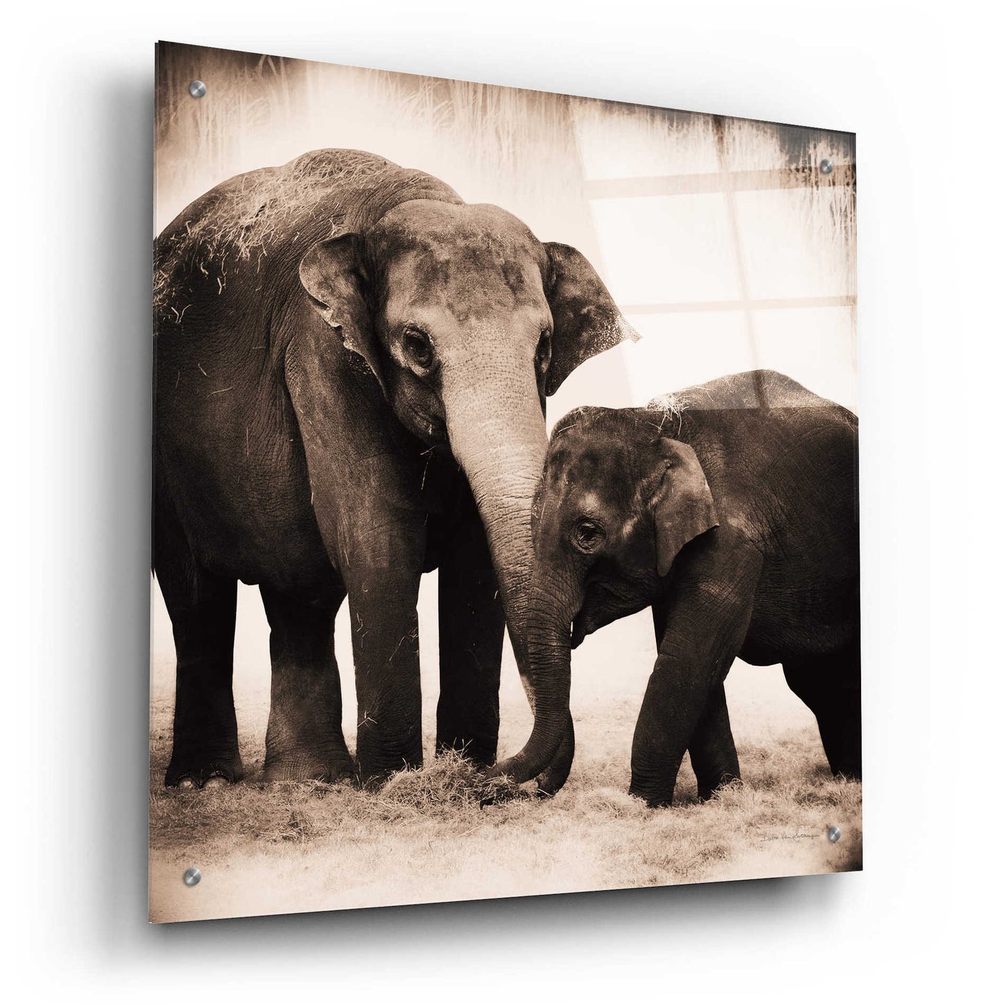 Epic Art 'Elephant III Sepia' by Debra Van Swearingen, Acrylic Glass Wall Art,24x24