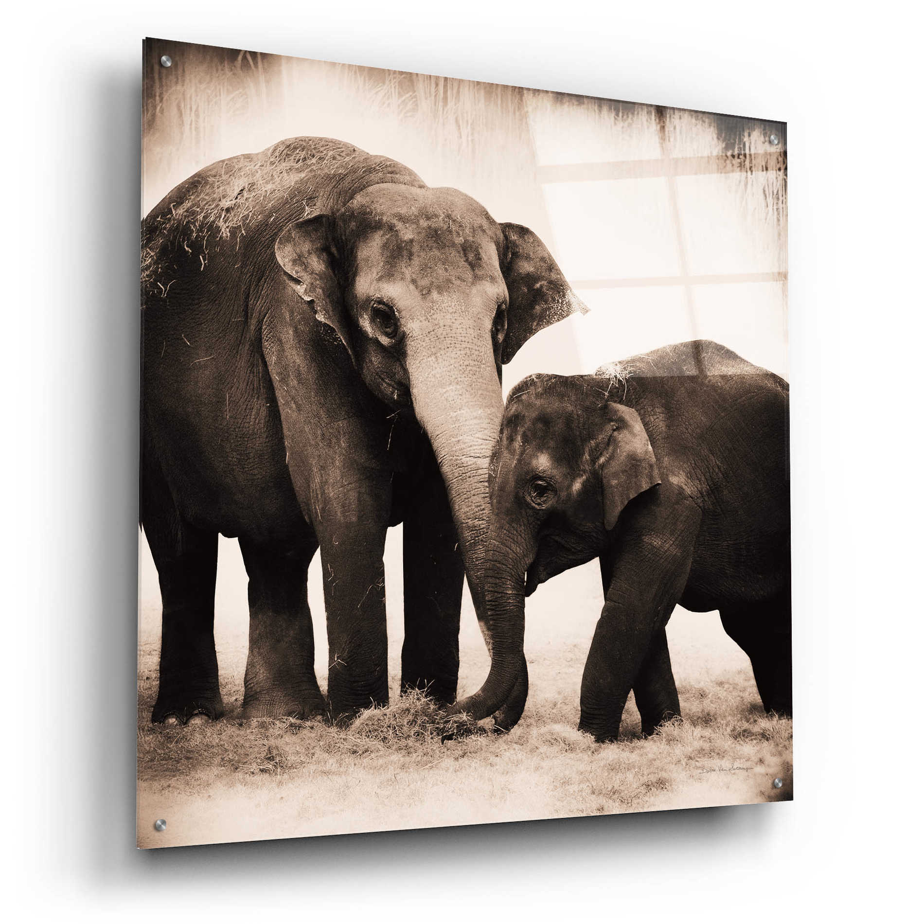 Epic Art 'Elephant III Sepia' by Debra Van Swearingen, Acrylic Glass Wall Art,36x36