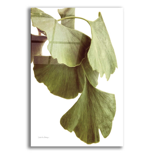 Epic Art 'Ginko Color on White' by Debra Van Swearingen, Acrylic Glass Wall Art