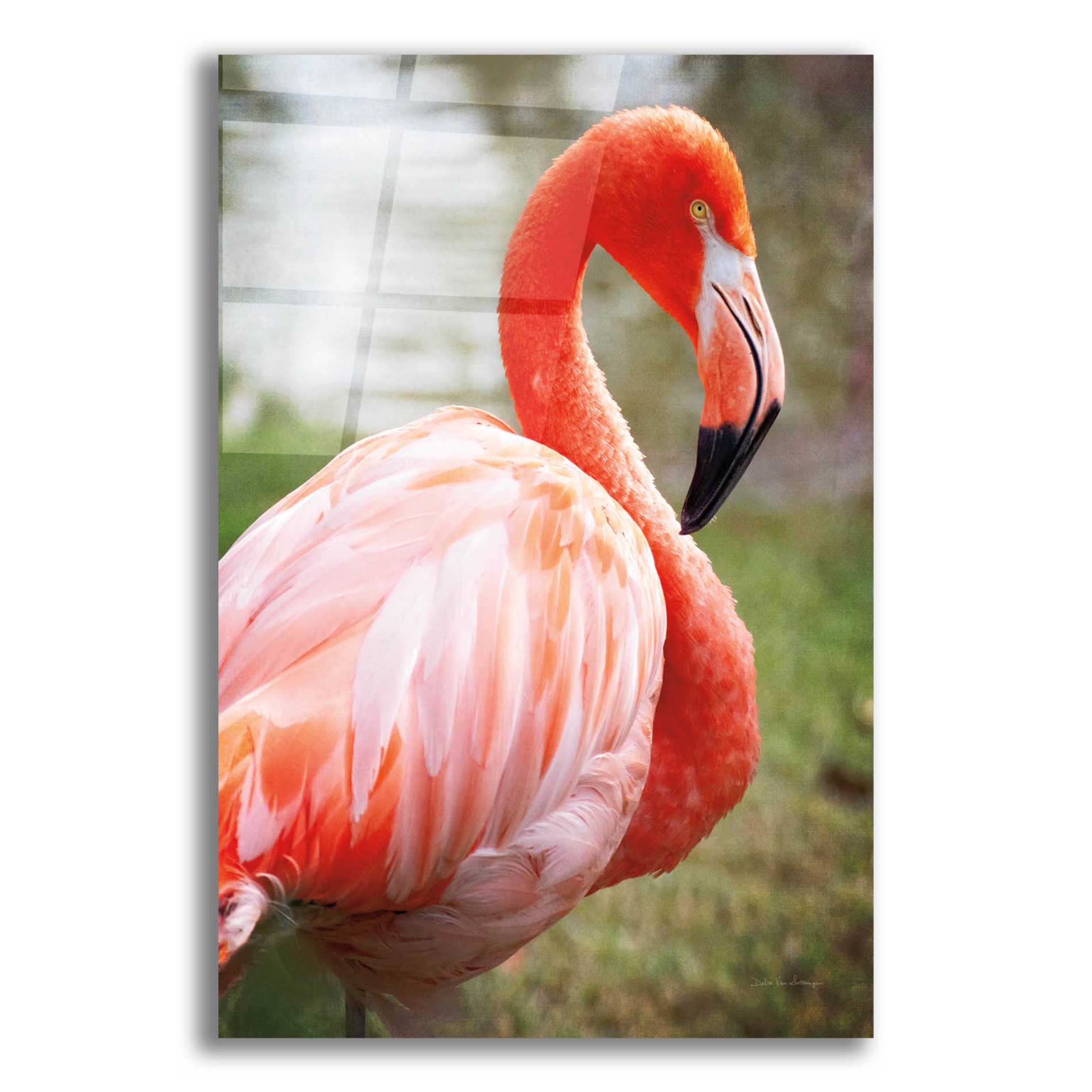 Epic Art 'Flamingo I' by Debra Van Swearingen, Acrylic Glass Wall Art,12x16