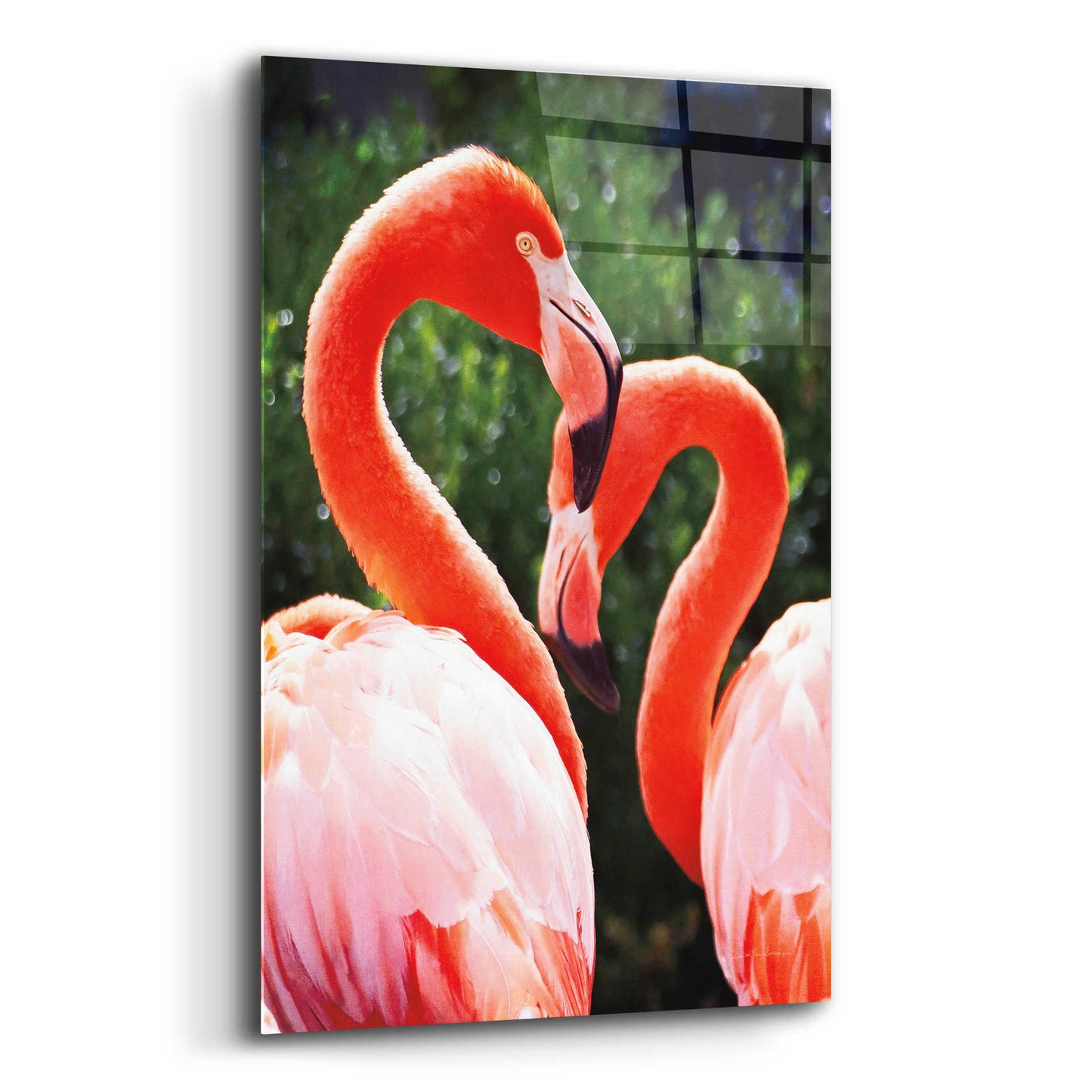 Epic Art 'Flamingo II' by Debra Van Swearingen, Acrylic Glass Wall Art,12x16