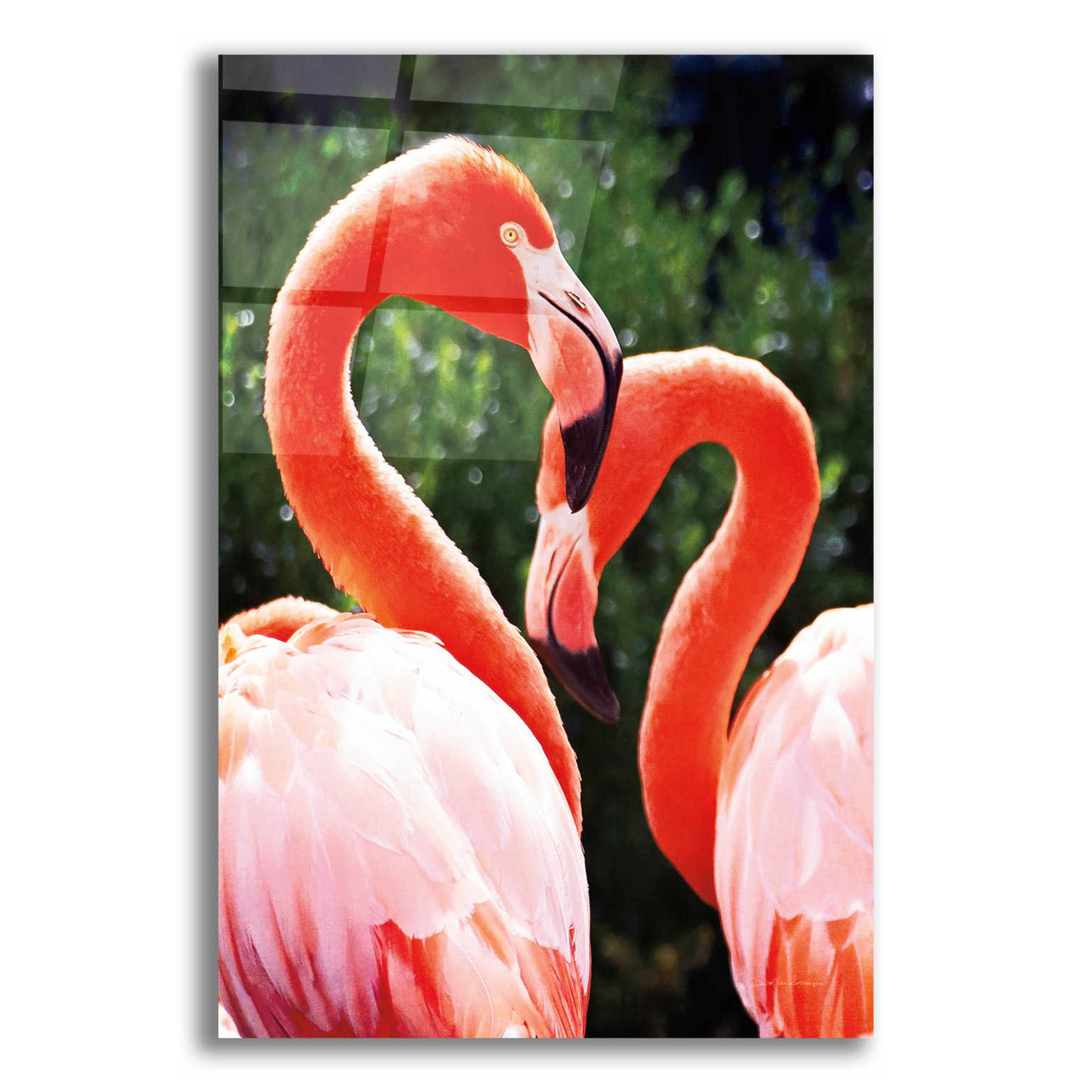 Epic Art 'Flamingo II' by Debra Van Swearingen, Acrylic Glass Wall Art,12x16