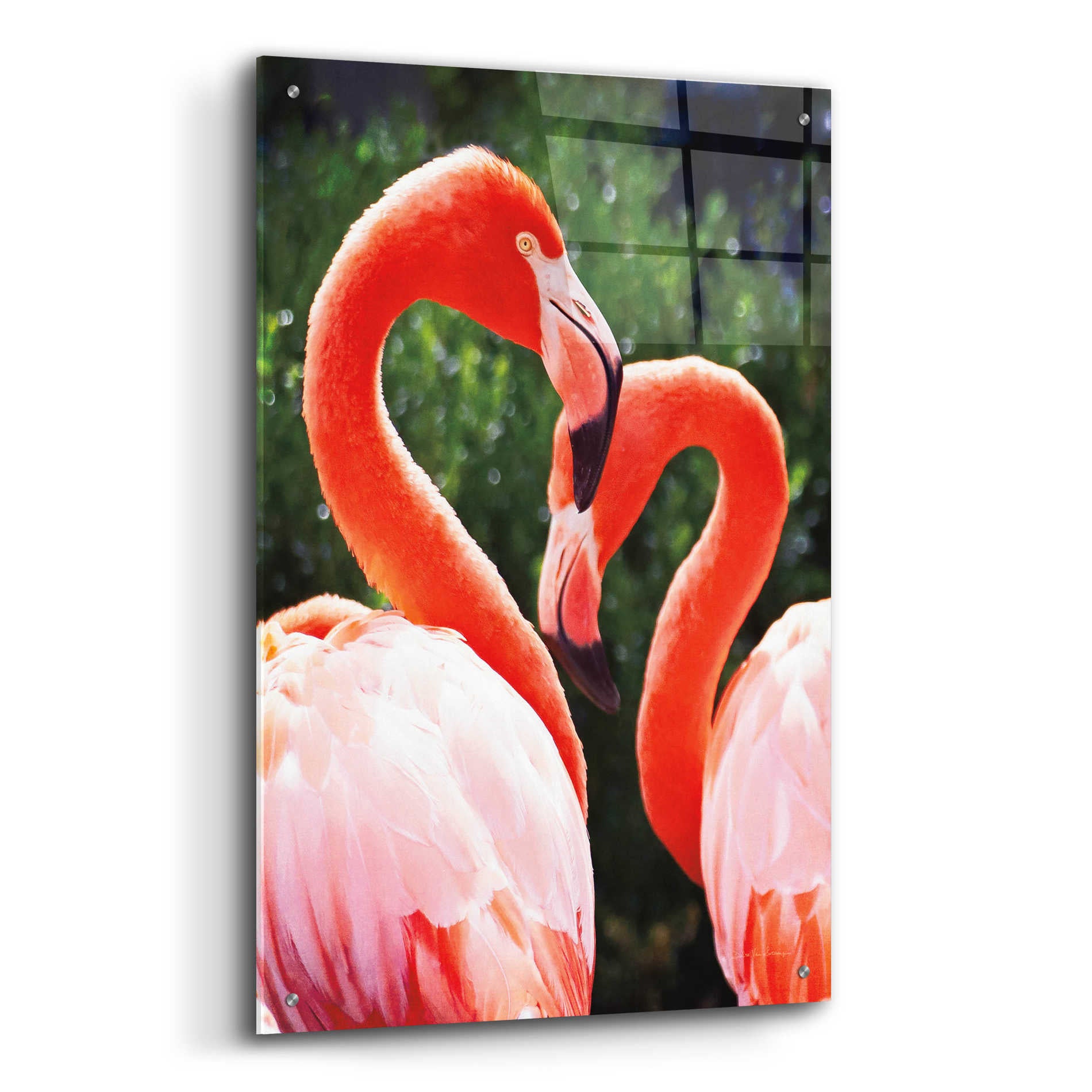 Epic Art 'Flamingo II' by Debra Van Swearingen, Acrylic Glass Wall Art,24x36