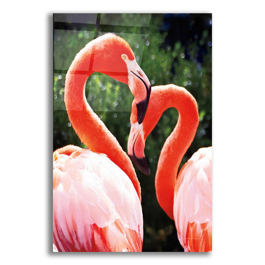 Epic Art 'Flamingo II' by Debra Van Swearingen, Acrylic Glass Wall Art