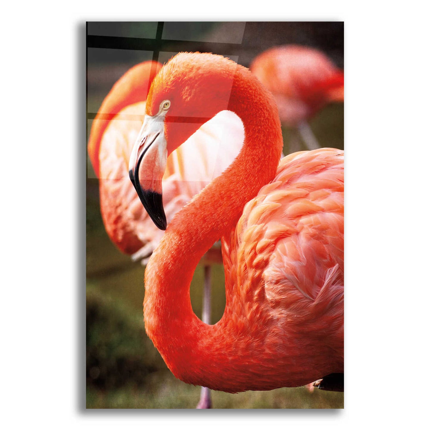 Epic Art 'Flamingo III' by Debra Van Swearingen, Acrylic Glass Wall Art,12x16