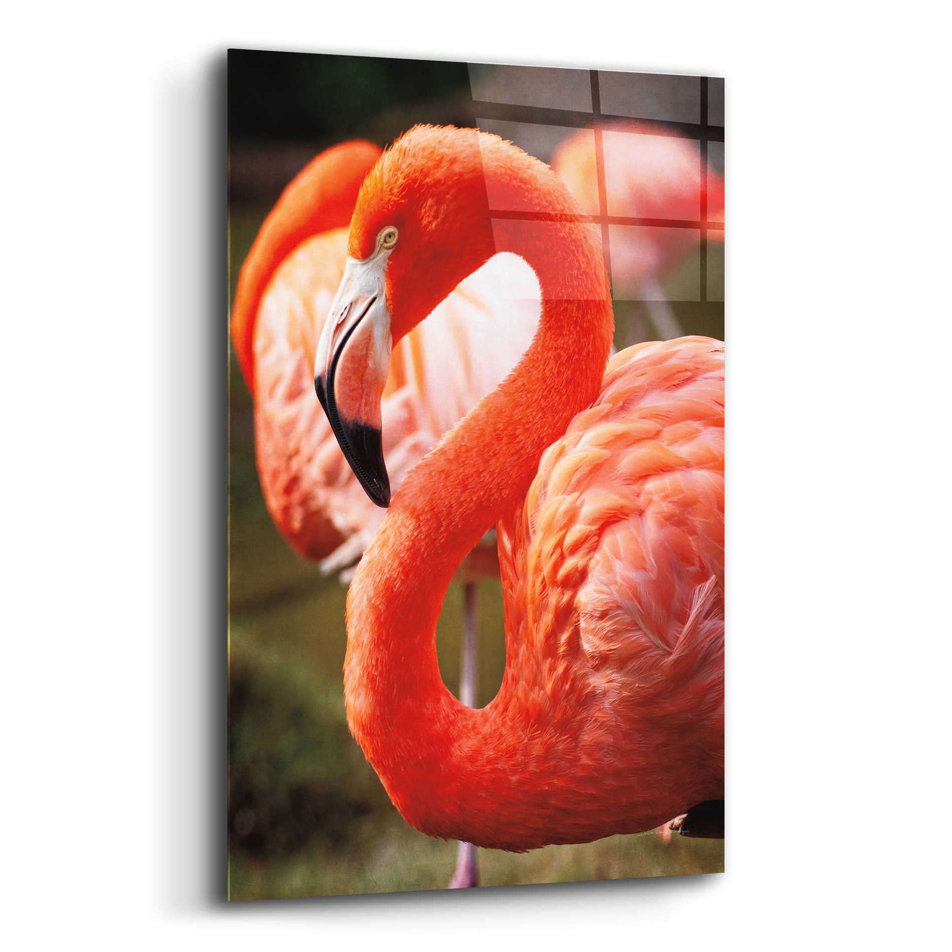 Epic Art 'Flamingo III' by Debra Van Swearingen, Acrylic Glass Wall Art,16x24