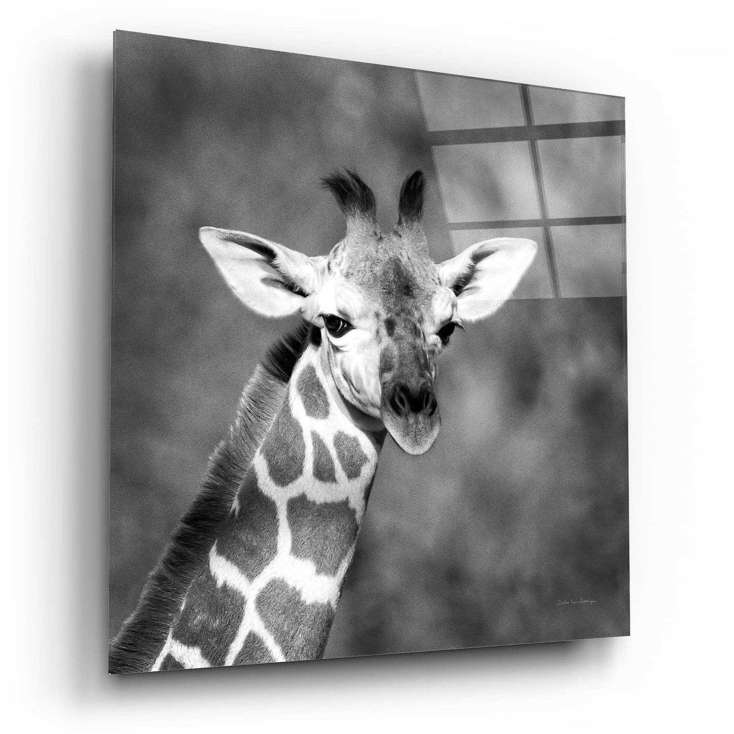 Epic Art 'Little Guy' by Debra Van Swearingen, Acrylic Glass Wall Art,12x12