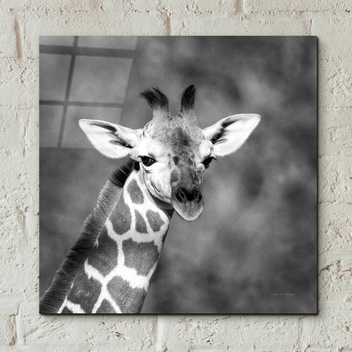 Epic Art 'Little Guy' by Debra Van Swearingen, Acrylic Glass Wall Art,12x12