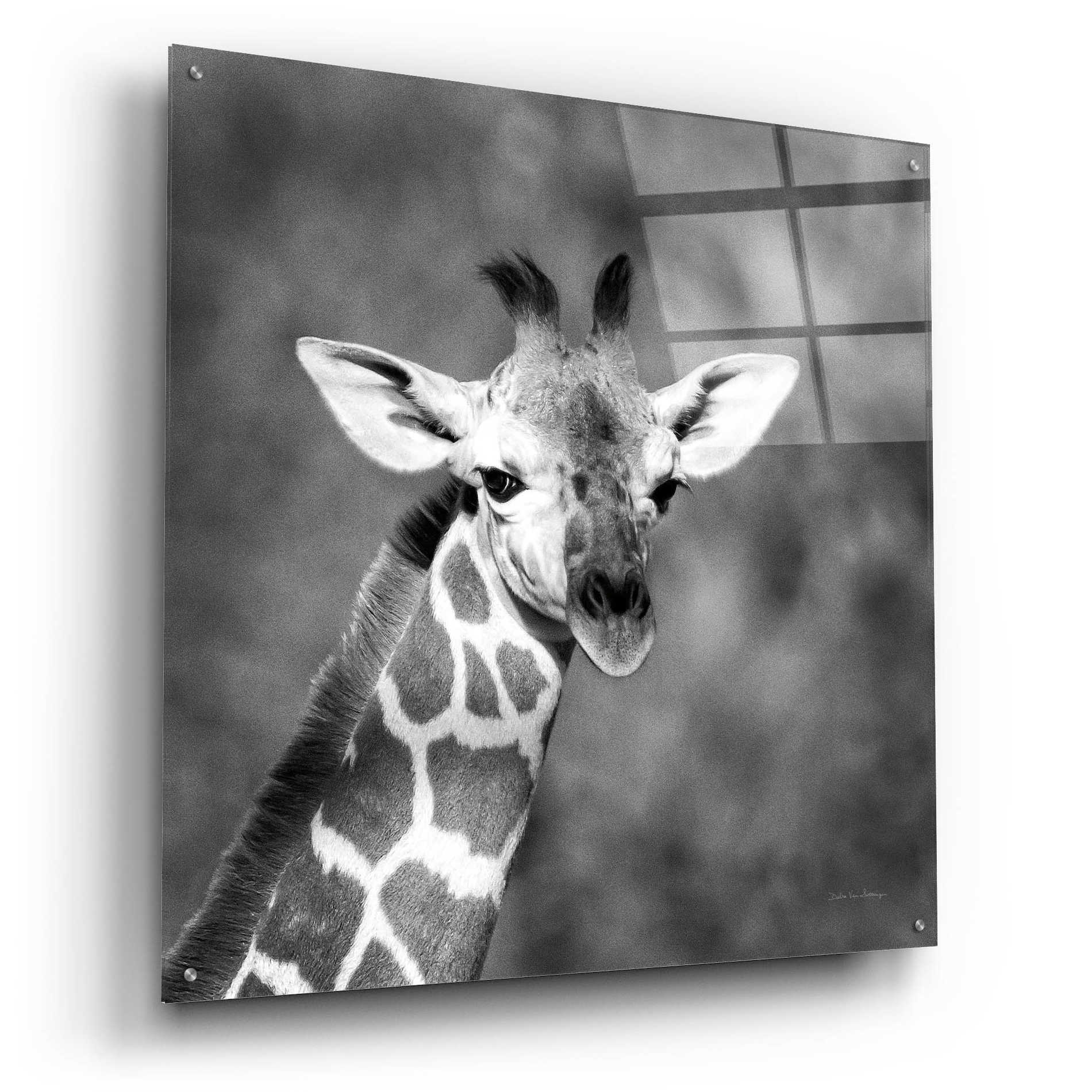 Epic Art 'Little Guy' by Debra Van Swearingen, Acrylic Glass Wall Art,36x36