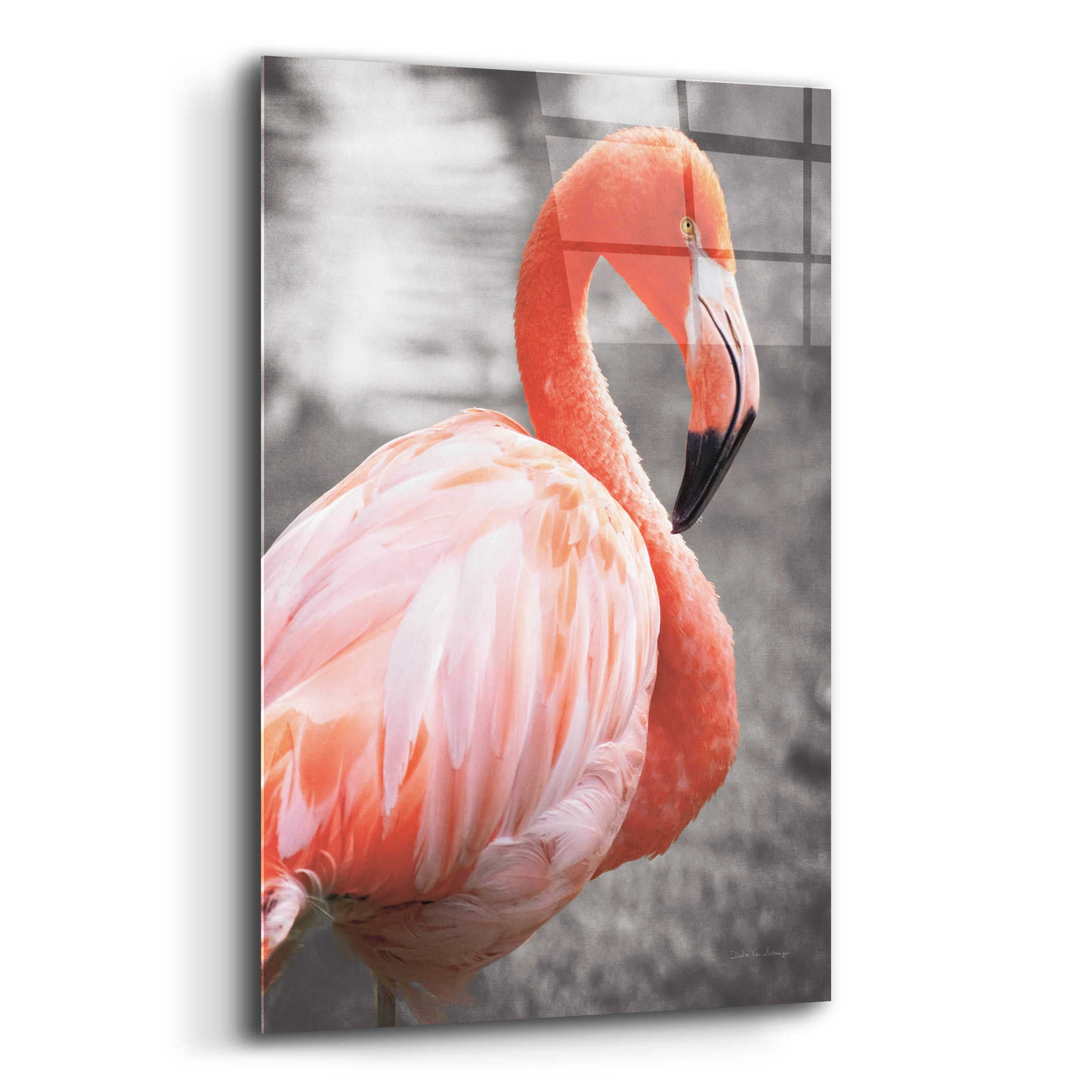 Epic Art 'Flamingo I on BW' by Debra Van Swearingen, Acrylic Glass Wall Art,12x16