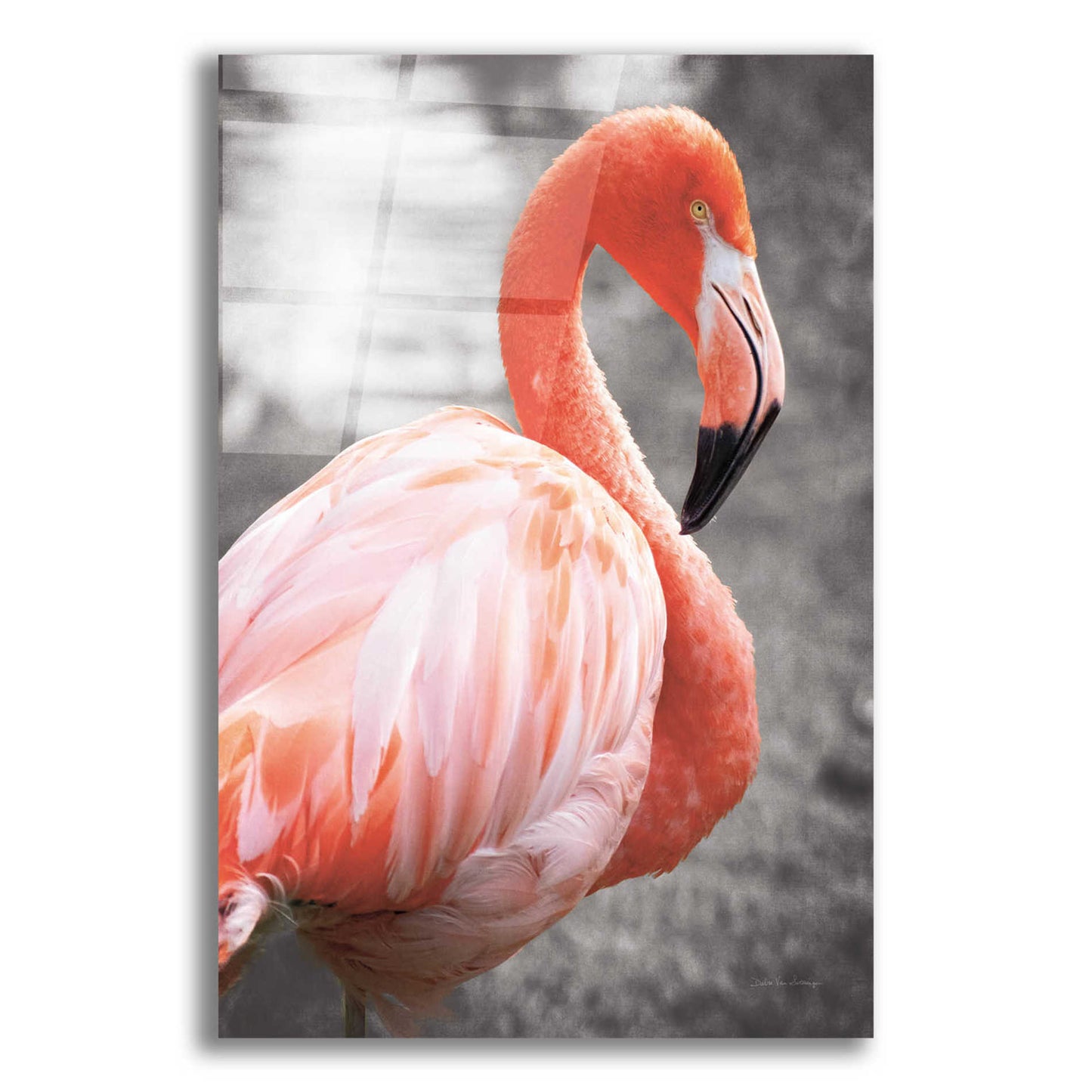 Epic Art 'Flamingo I on BW' by Debra Van Swearingen, Acrylic Glass Wall Art,12x16