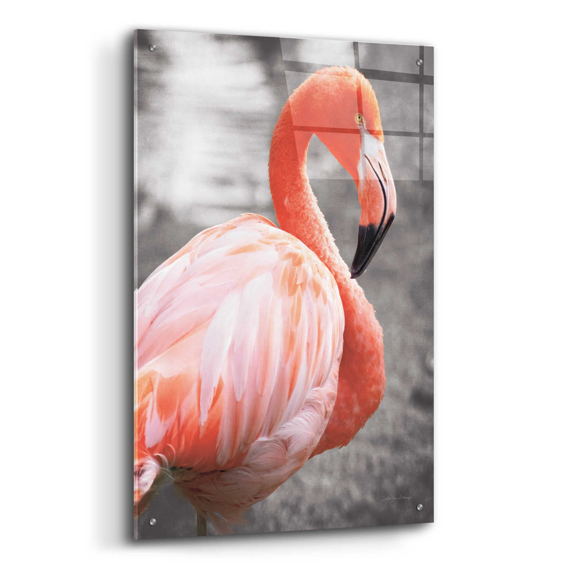 Epic Art 'Flamingo I on BW' by Debra Van Swearingen, Acrylic Glass Wall Art,24x36