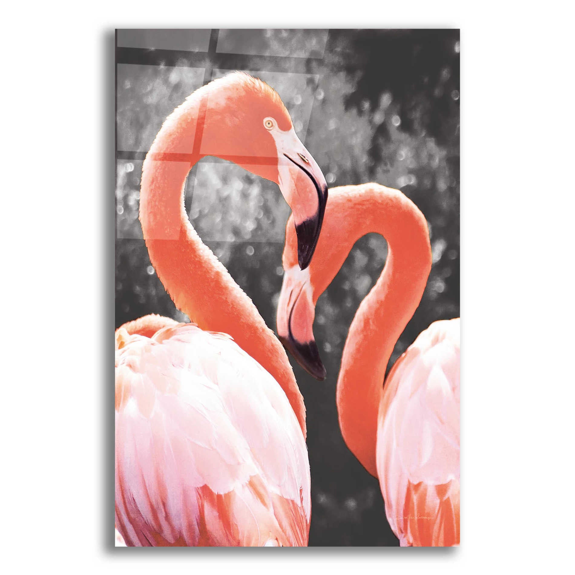 Epic Art 'Flamingo II on BW' by Debra Van Swearingen, Acrylic Glass Wall Art,12x16