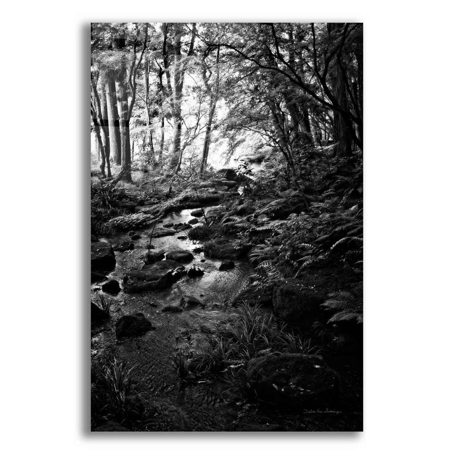 Epic Art 'Lush Creek in Forest BW' by Debra Van Swearingen, Acrylic Glass Wall Art,16x24