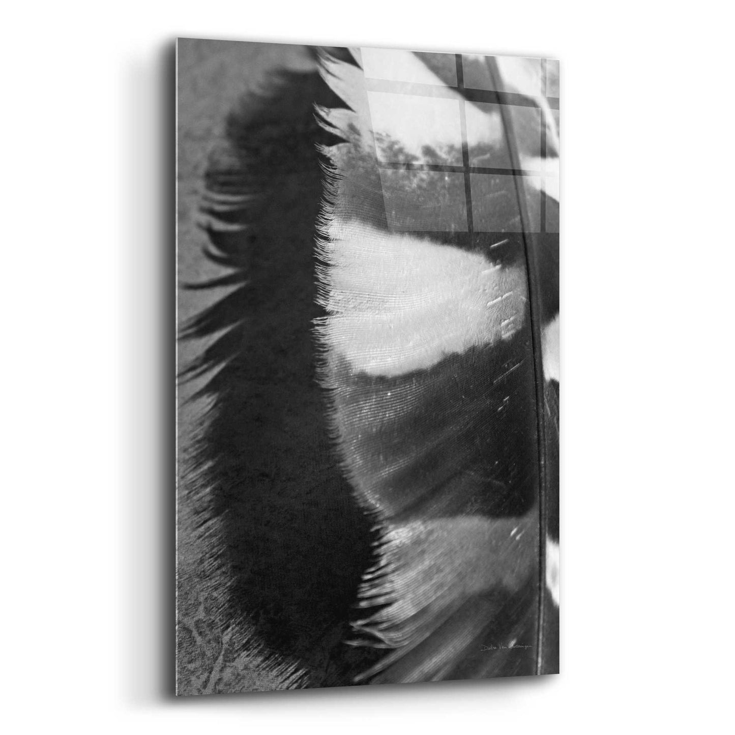 Epic Art 'Feather Shadow III' by Debra Van Swearingen, Acrylic Glass Wall Art,12x16