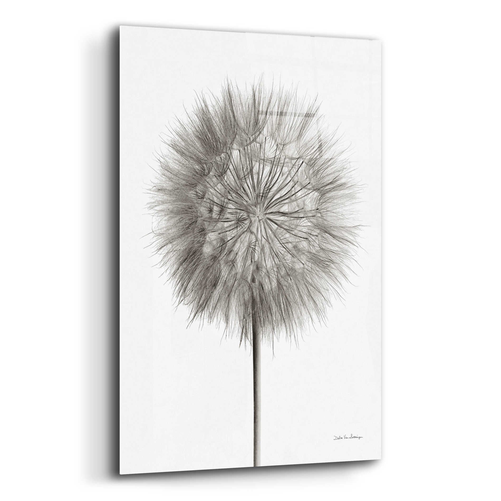 Epic Art 'Dandelion Fluff on White' by Debra Van Swearingen, Acrylic Glass Wall Art,12x16