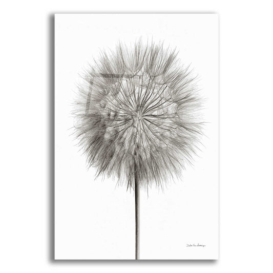 Epic Art 'Dandelion Fluff on White' by Debra Van Swearingen, Acrylic Glass Wall Art