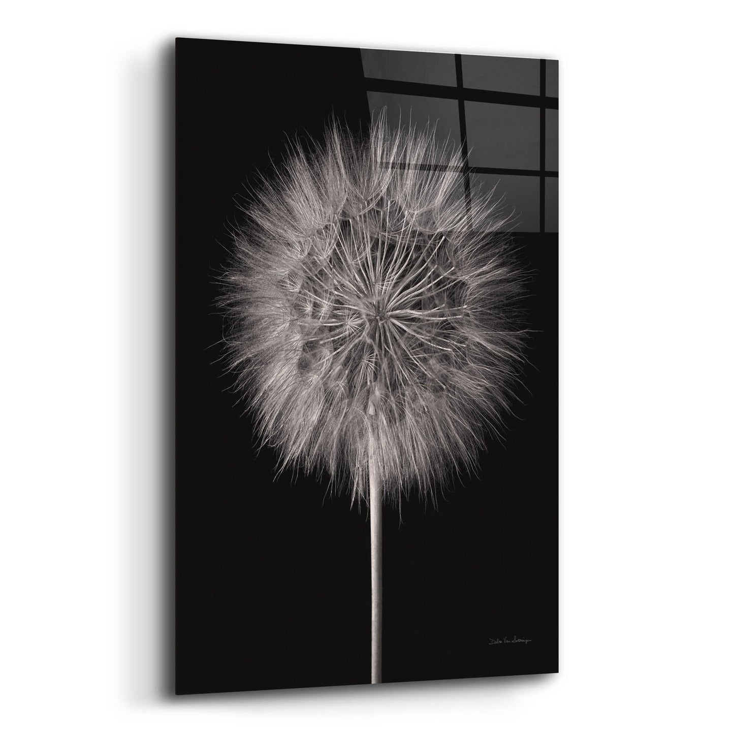 Epic Art 'Dandelion Fluff on Black' by Debra Van Swearingen, Acrylic Glass Wall Art,12x16