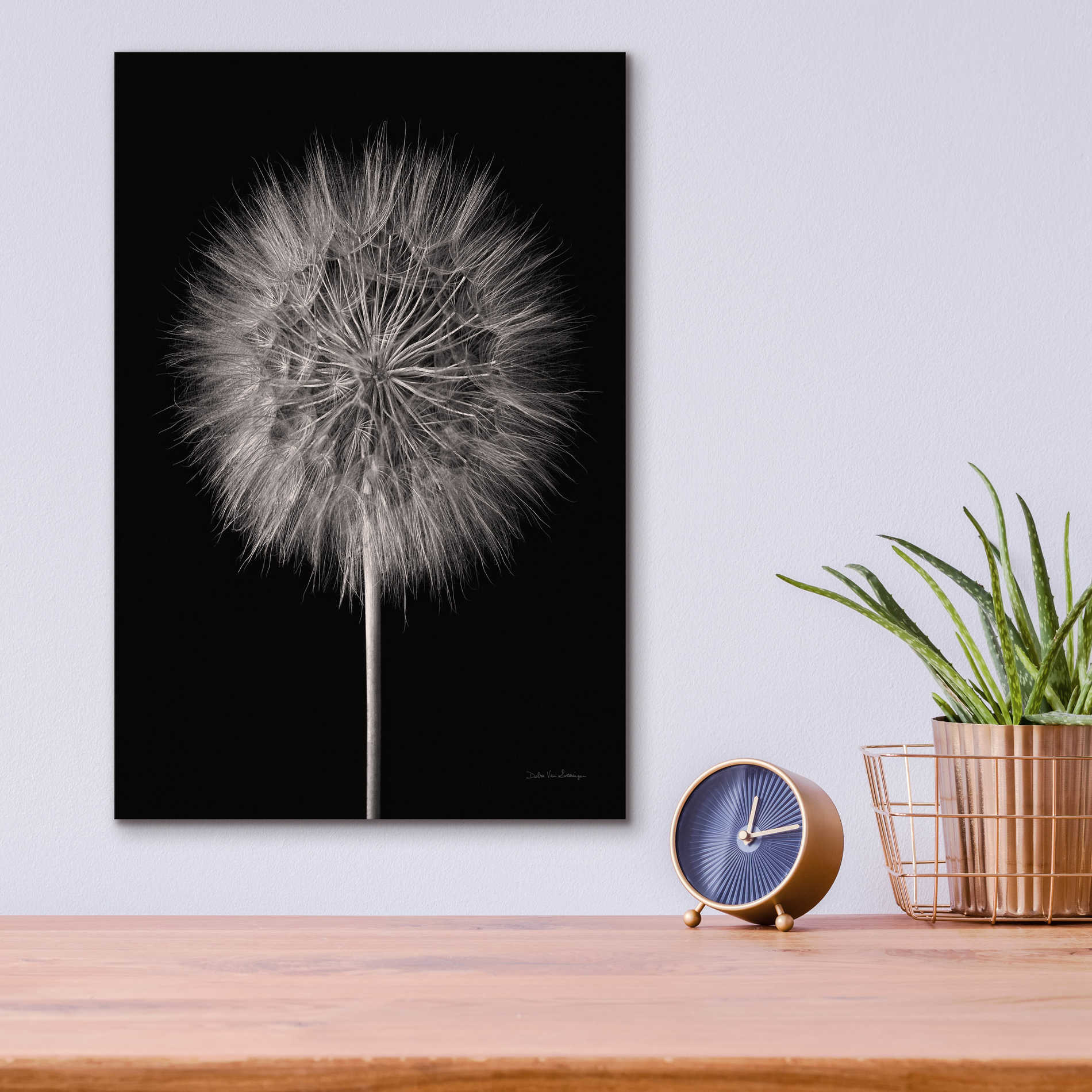 Epic Art 'Dandelion Fluff on Black' by Debra Van Swearingen, Acrylic Glass Wall Art,12x16