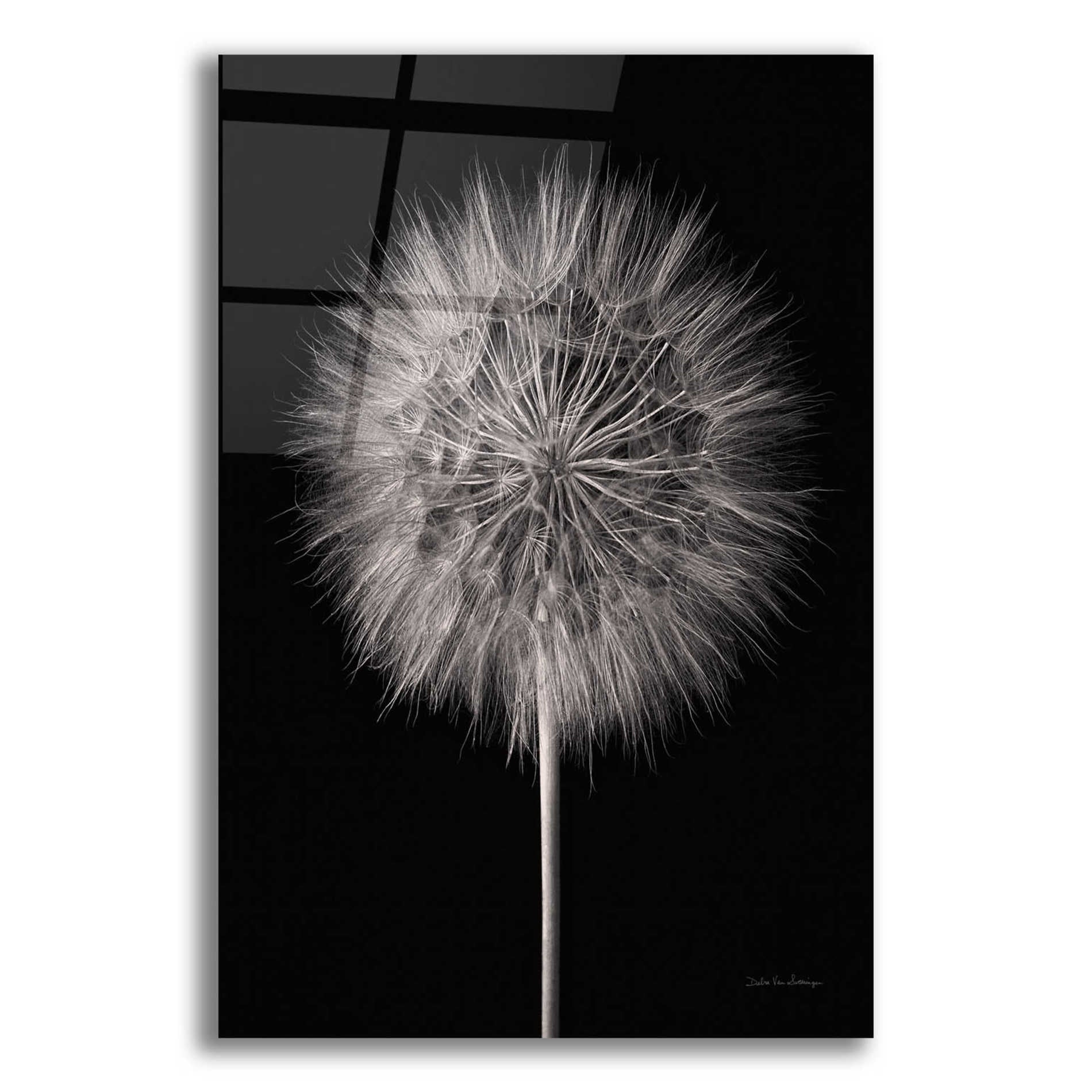 Epic Art 'Dandelion Fluff on Black' by Debra Van Swearingen, Acrylic Glass Wall Art,12x16