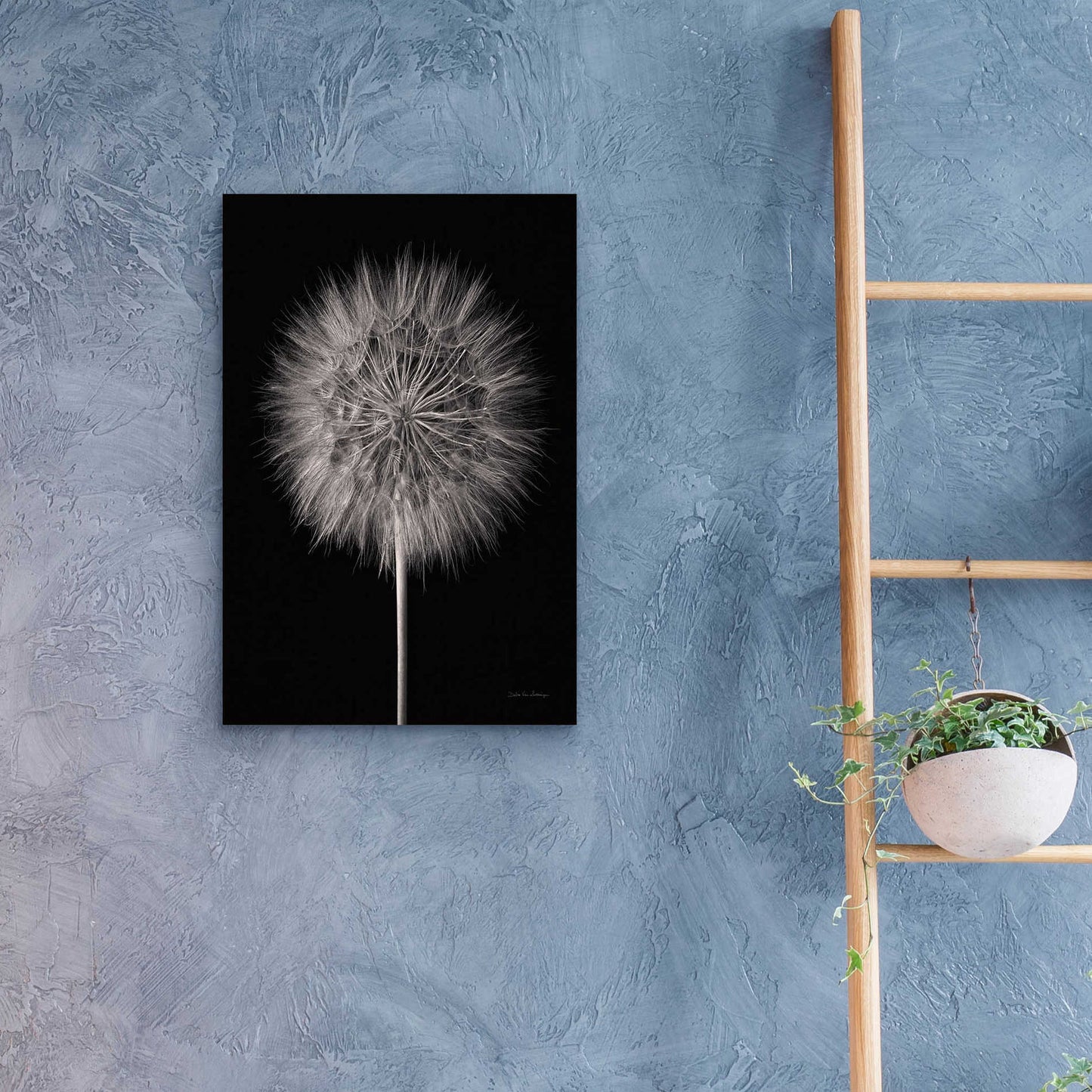 Epic Art 'Dandelion Fluff on Black' by Debra Van Swearingen, Acrylic Glass Wall Art,16x24