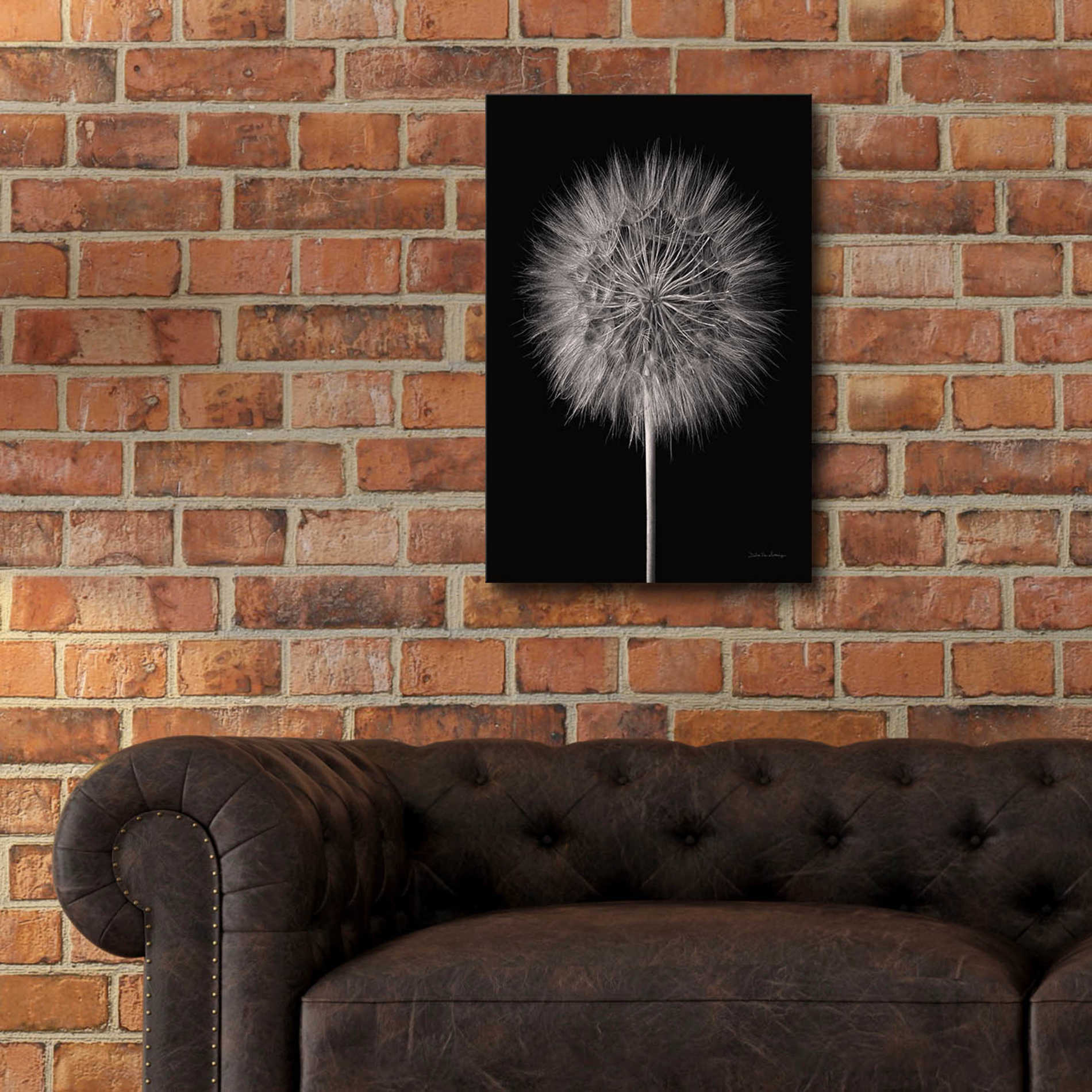 Epic Art 'Dandelion Fluff on Black' by Debra Van Swearingen, Acrylic Glass Wall Art,16x24