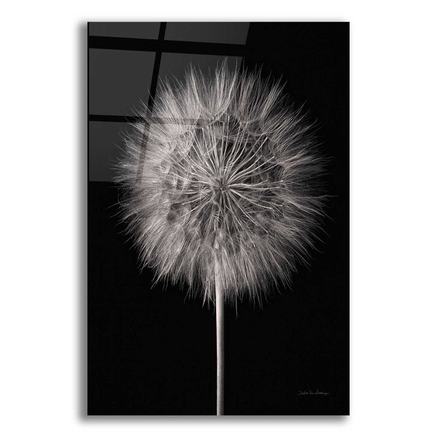 Epic Art 'Dandelion Fluff on Black' by Debra Van Swearingen, Acrylic Glass Wall Art,16x24