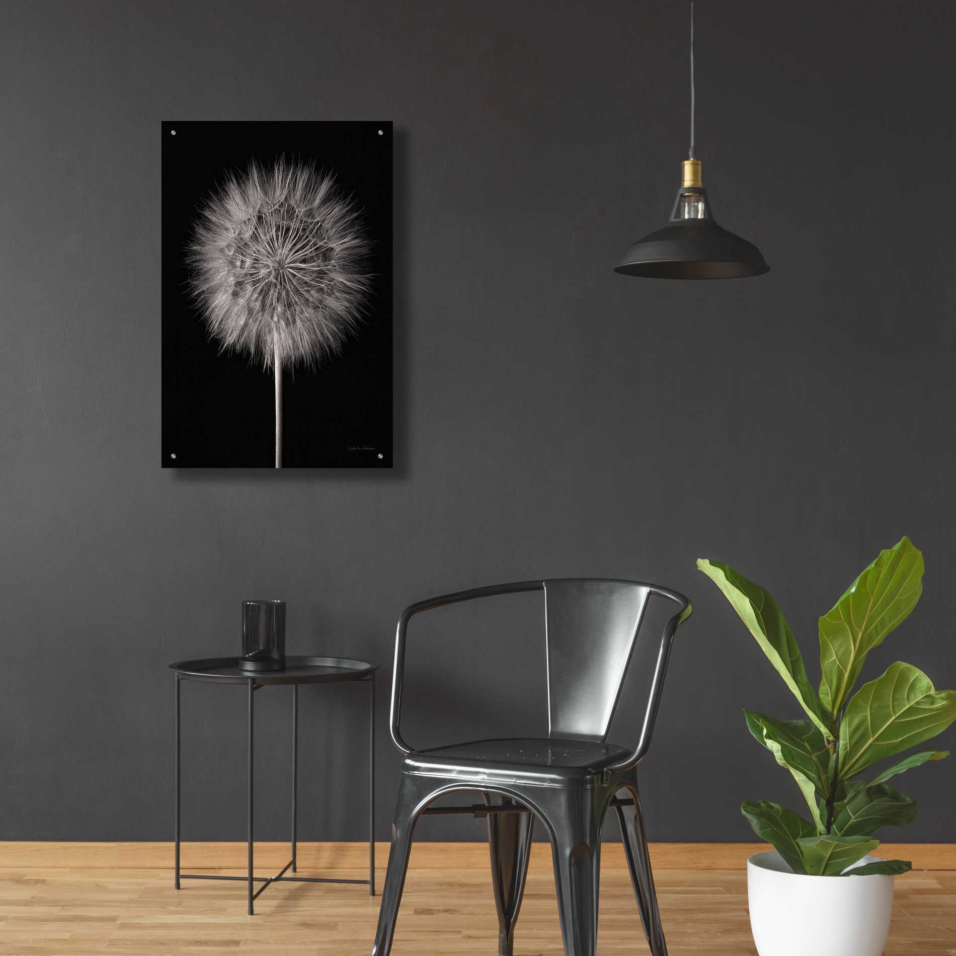 Epic Art 'Dandelion Fluff on Black' by Debra Van Swearingen, Acrylic Glass Wall Art,24x36