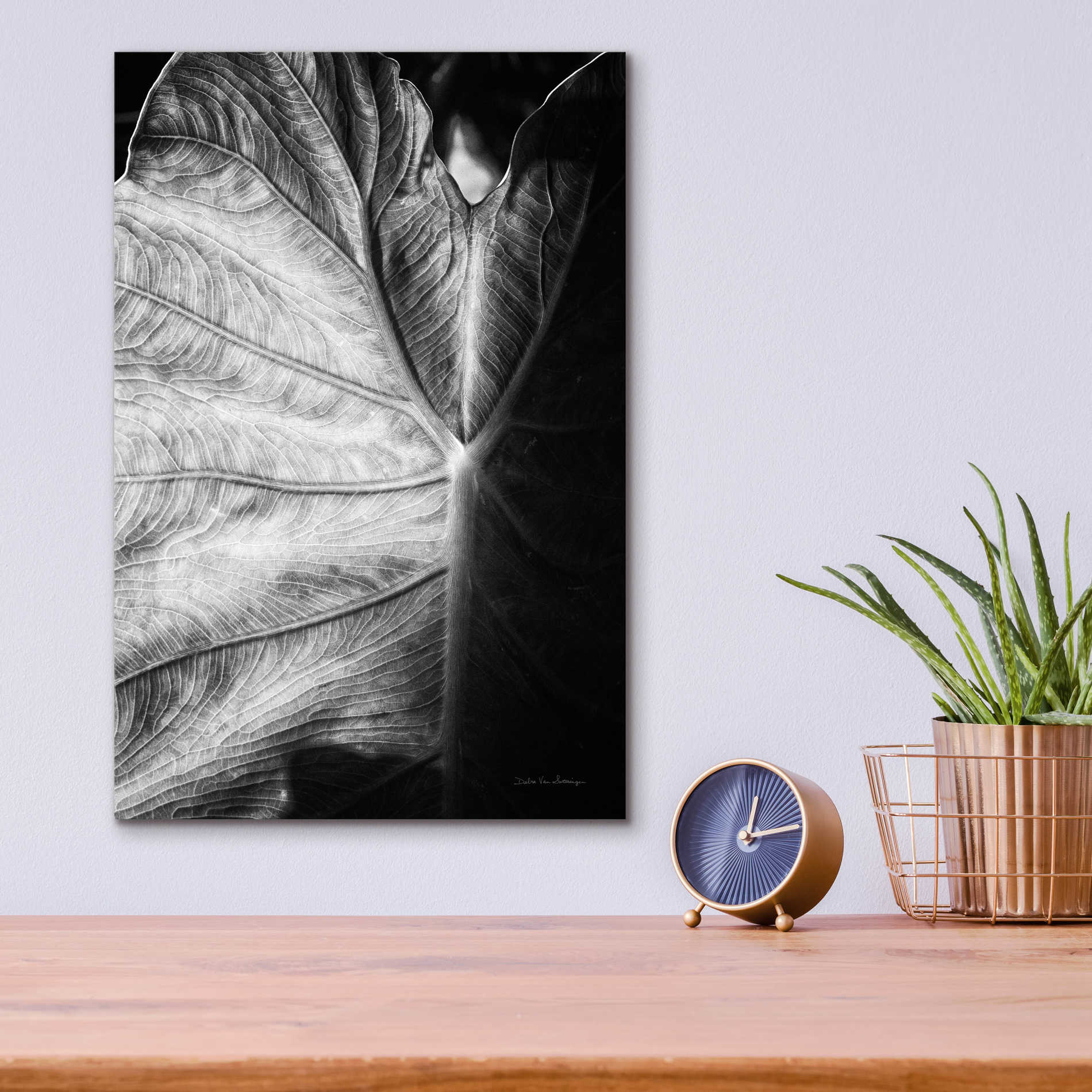 Epic Art 'Elephant Ear I' by Debra Van Swearingen, Acrylic Glass Wall Art,12x16