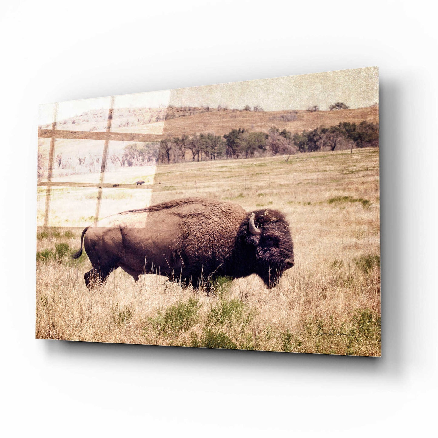 Epic Art 'Buffalo I' by Debra Van Swearingen, Acrylic Glass Wall Art,16x12