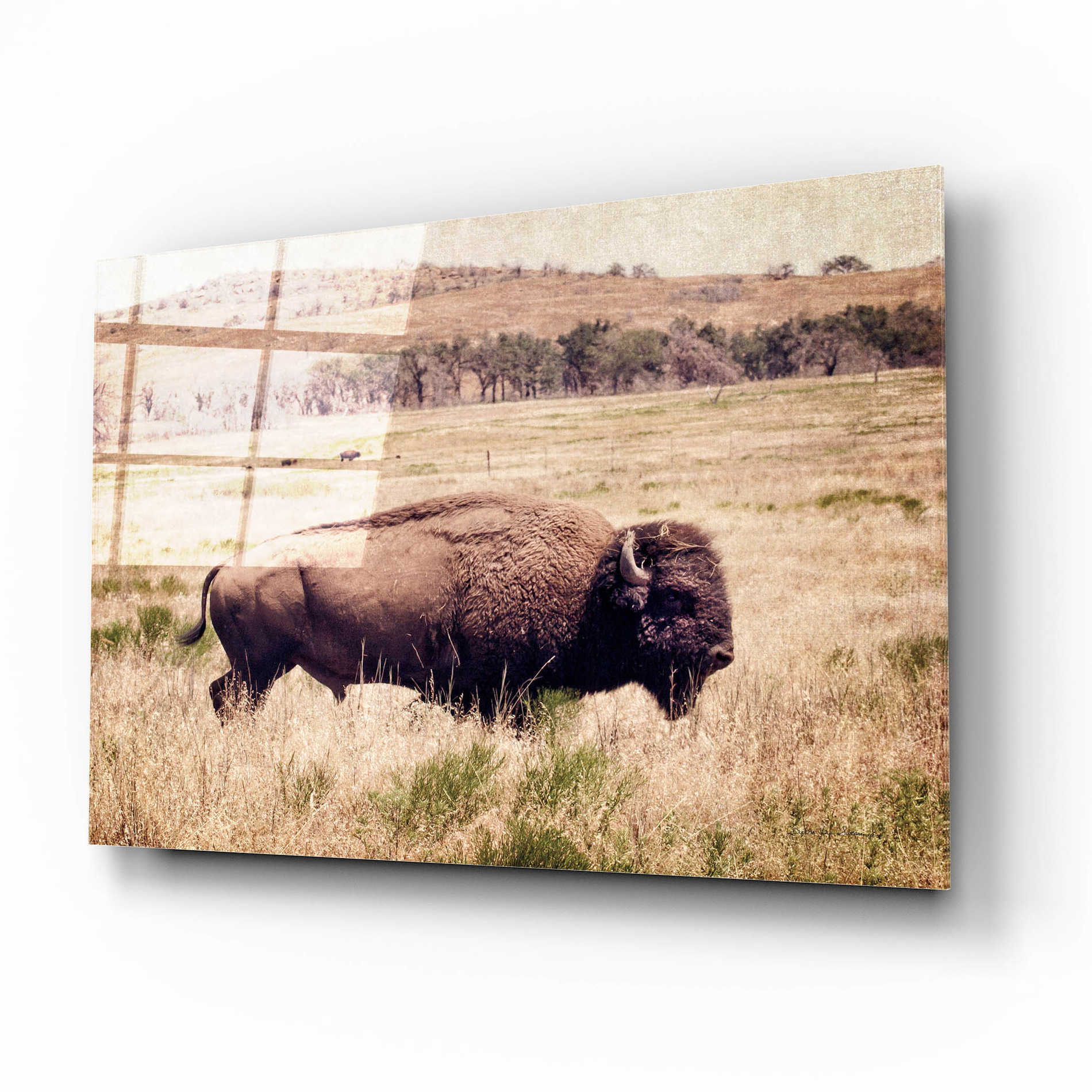 Epic Art 'Buffalo I' by Debra Van Swearingen, Acrylic Glass Wall Art,16x12