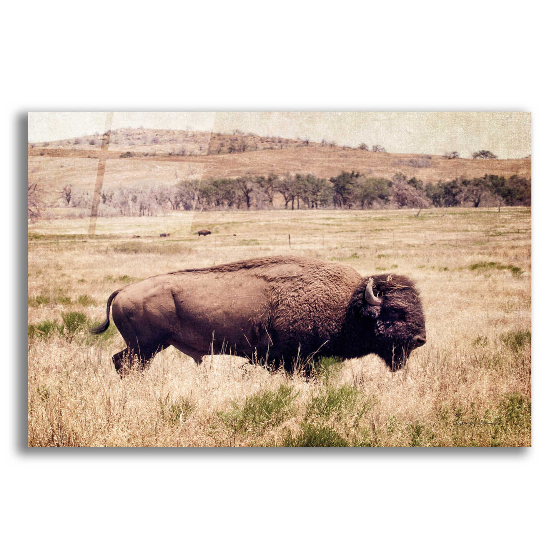 Epic Art 'Buffalo I' by Debra Van Swearingen, Acrylic Glass Wall Art,16x12