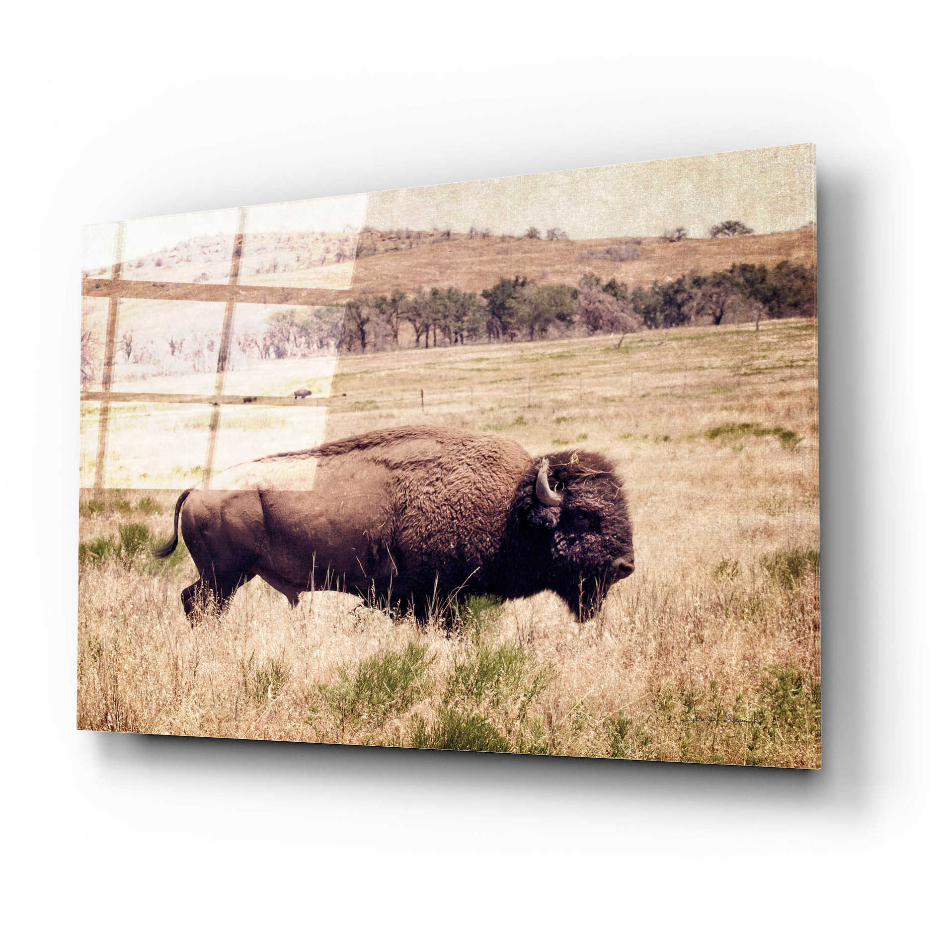 Epic Art 'Buffalo I' by Debra Van Swearingen, Acrylic Glass Wall Art,24x16